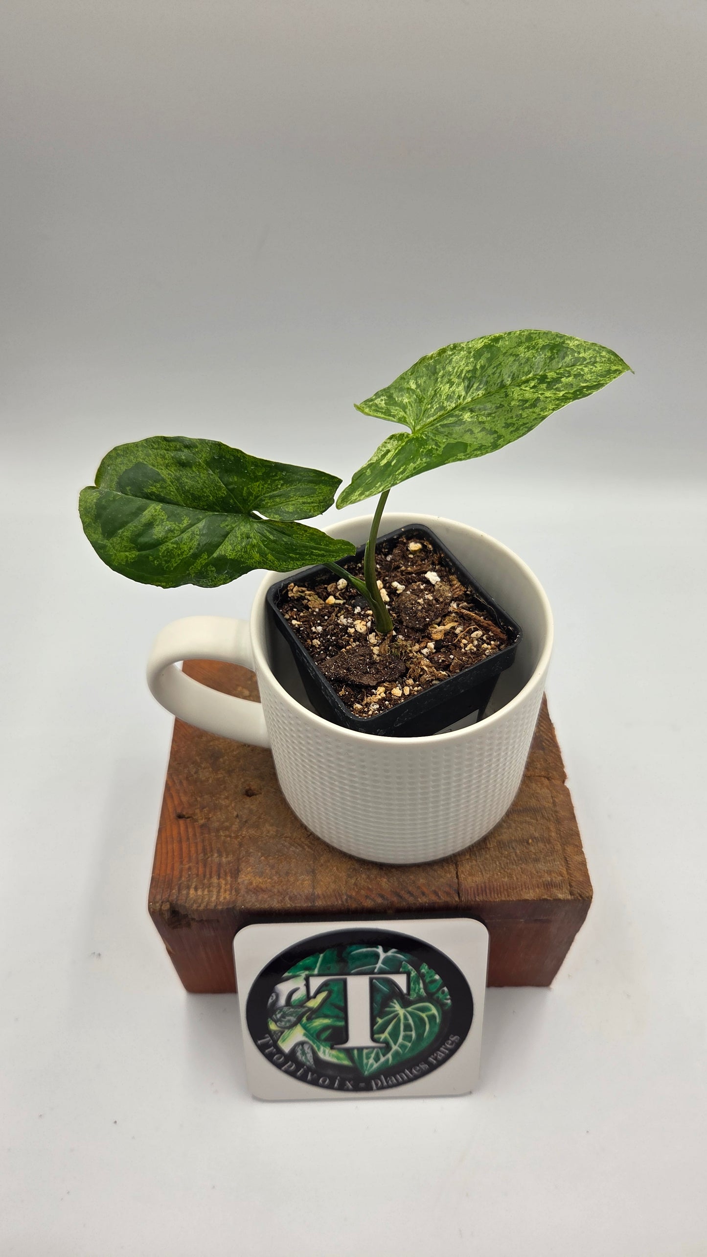 Syngonium Mojito (SYN-514)