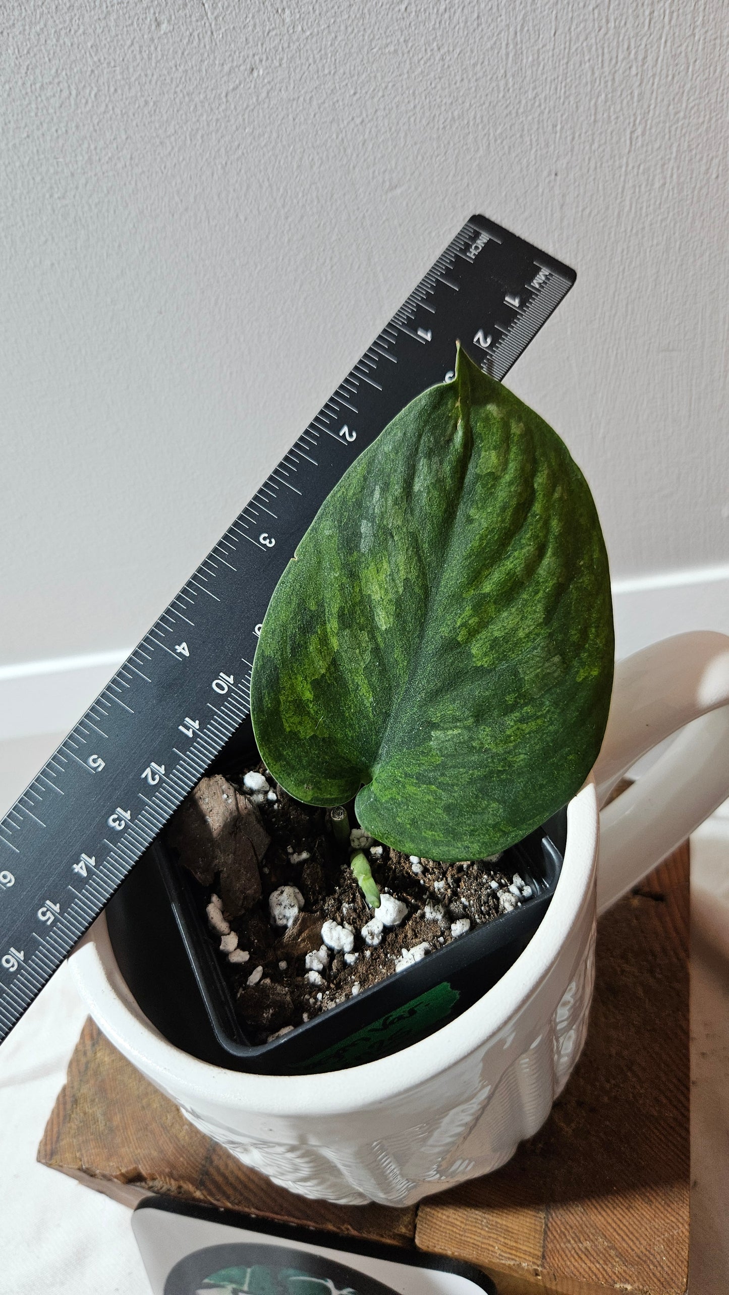 Scindapsus Green Diamond (SCI-1262)