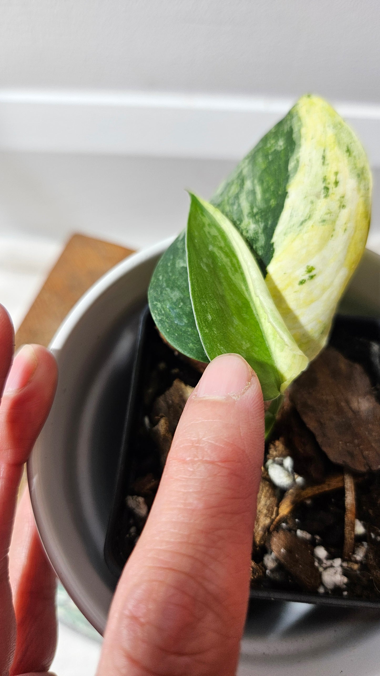 Scindapsus Silver Splash Variegata (SCI-497)