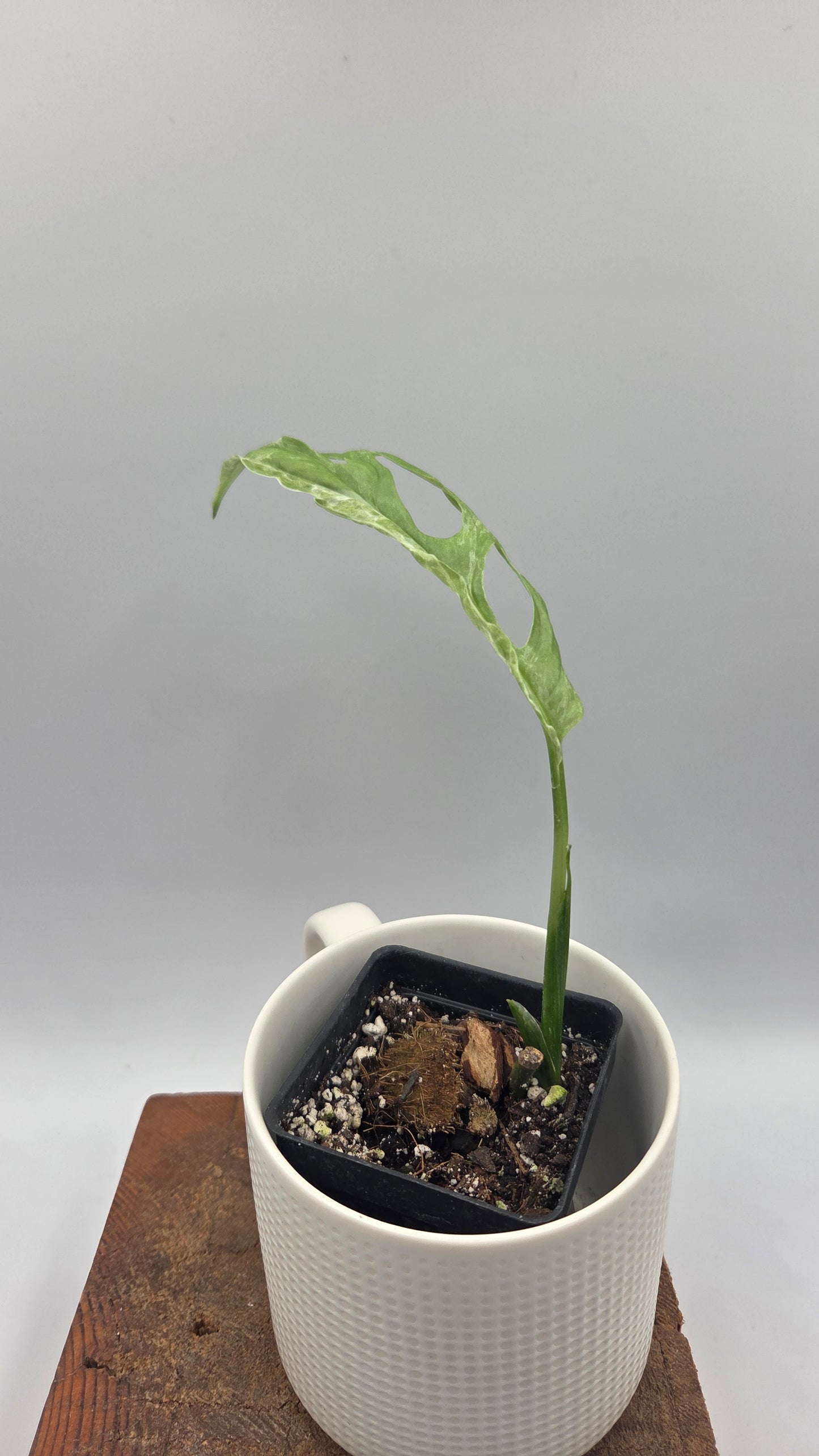 Monstera Andasonii Mint/Indo (MON-422)