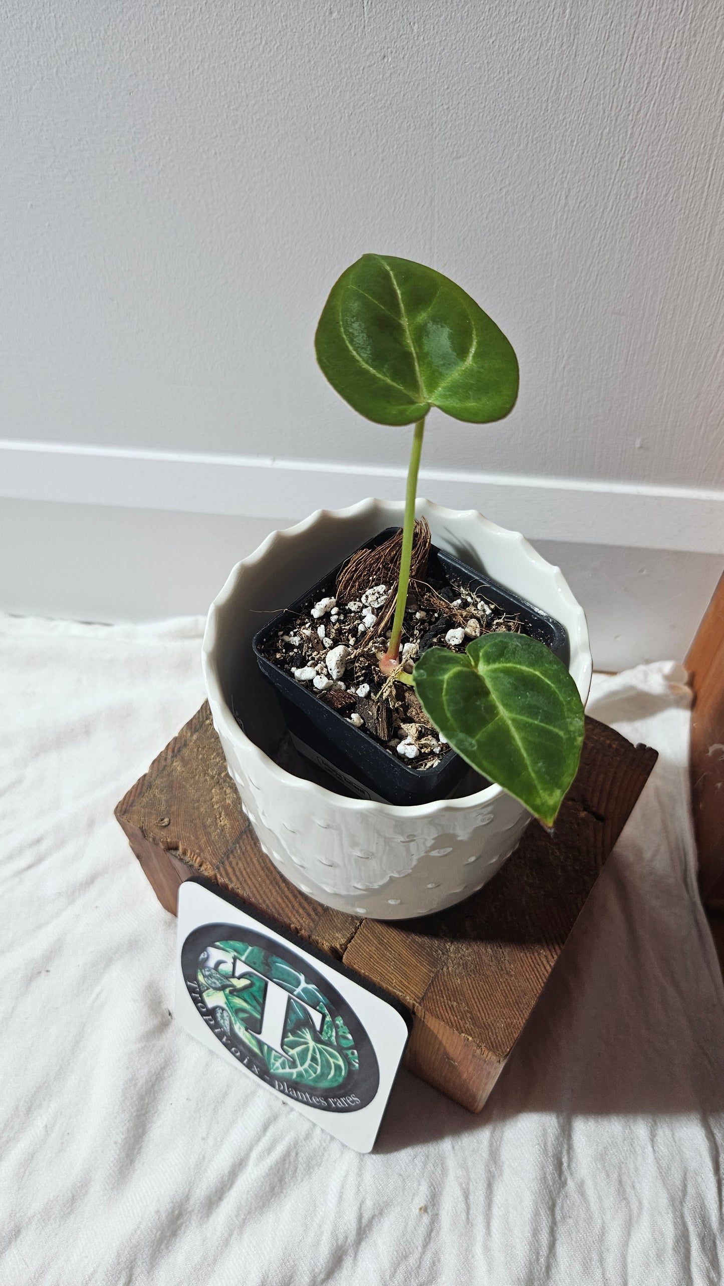 Anthurium Hoffmanii "format SEEDLING" (ANT-588)