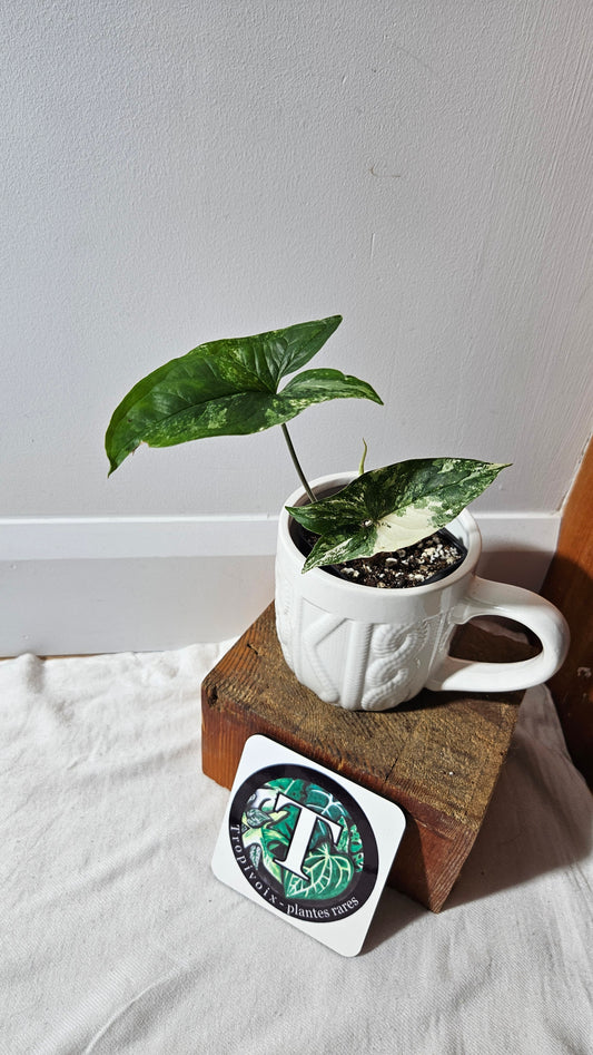 Syngonium Albo (SYN-474)