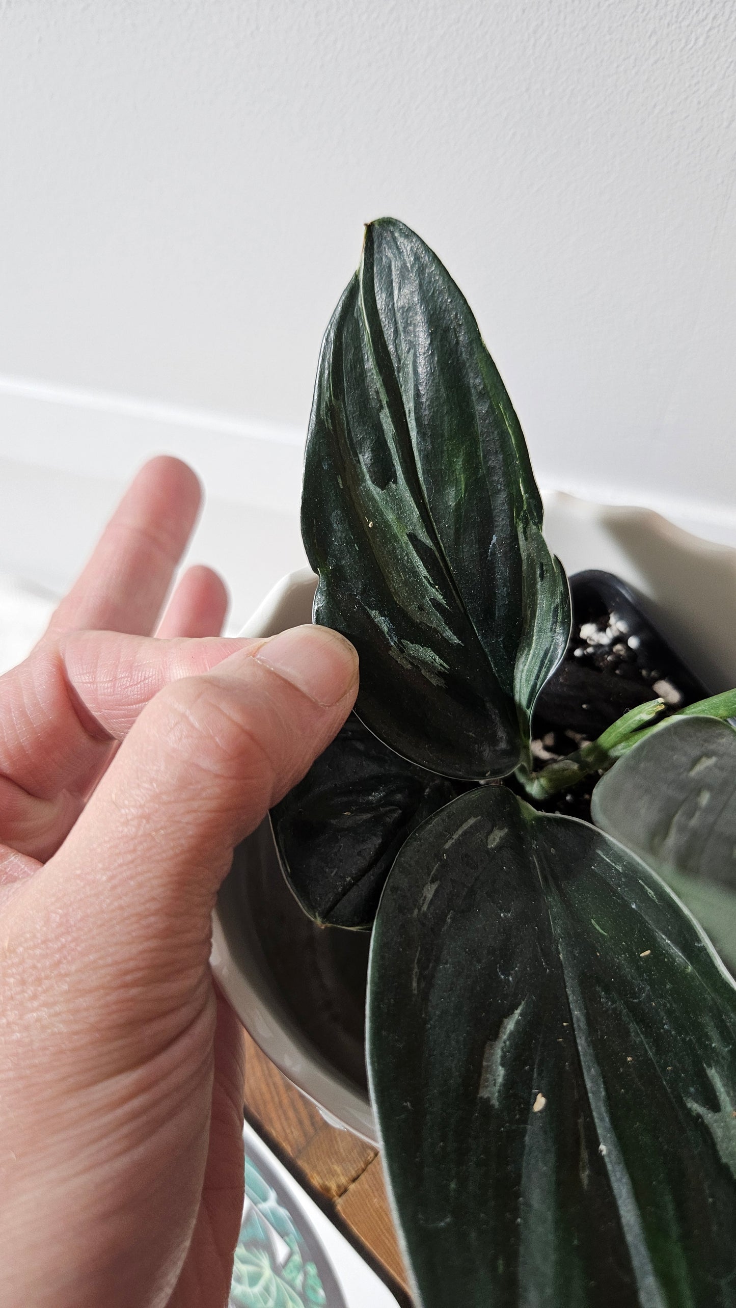 Scindapsus Treubii Dark Form silver (SCI-1015)