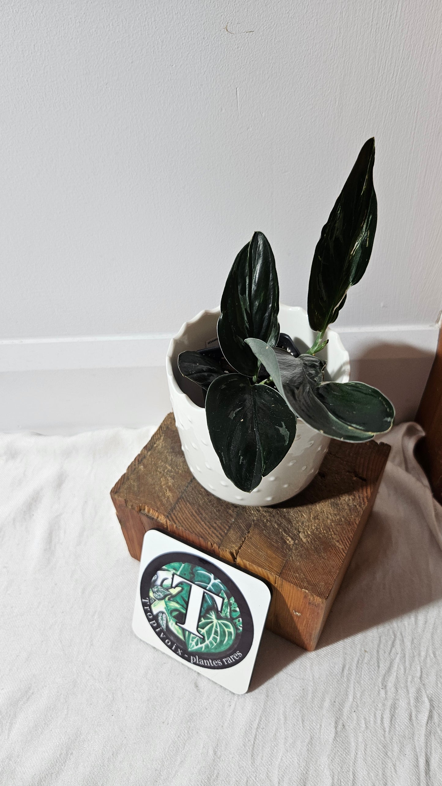 Scindapsus Treubii Dark Form silver (SCI-1015)