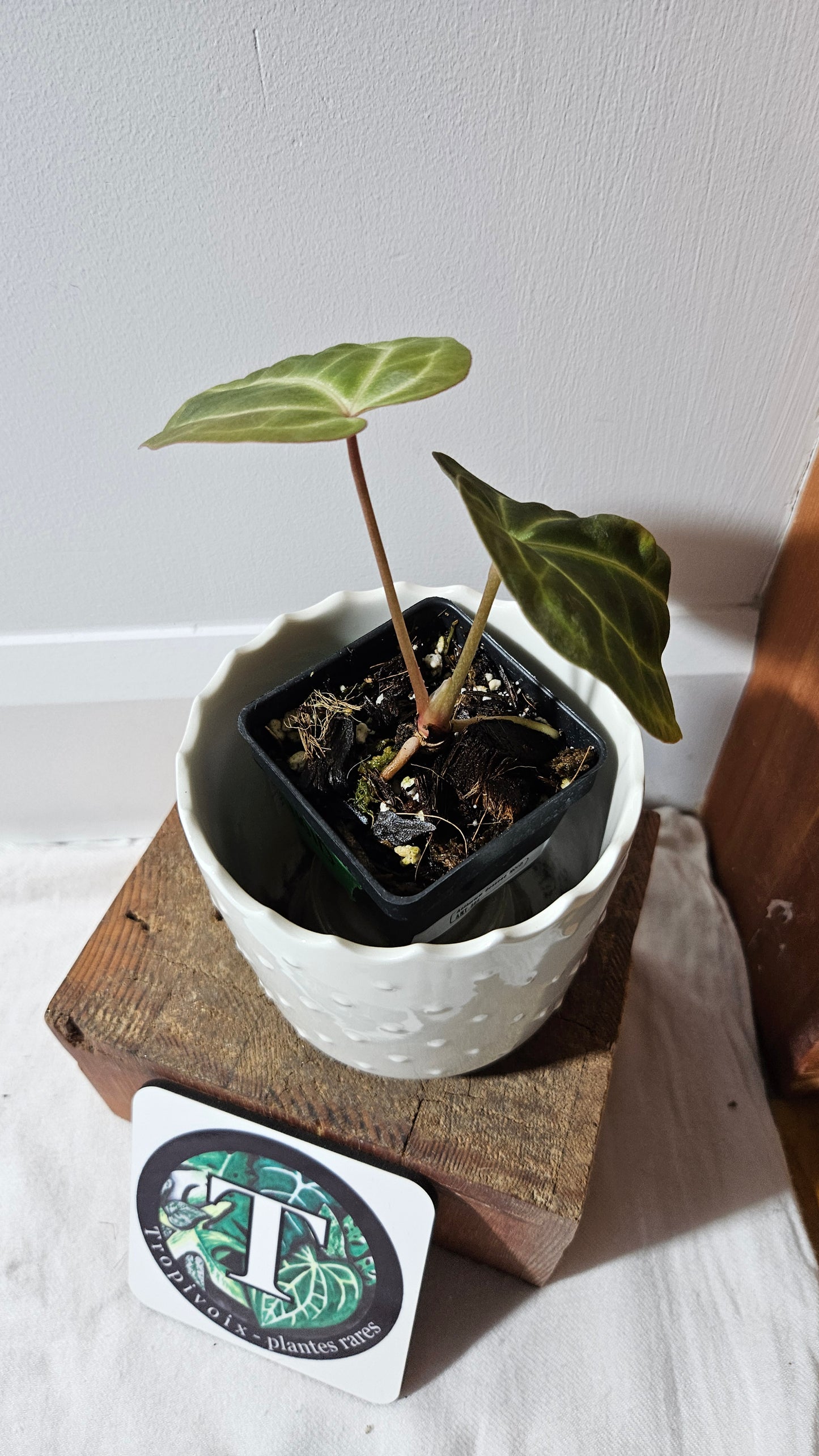 Anthurium Besseae NOID "Format PETIT" (ANT-564)