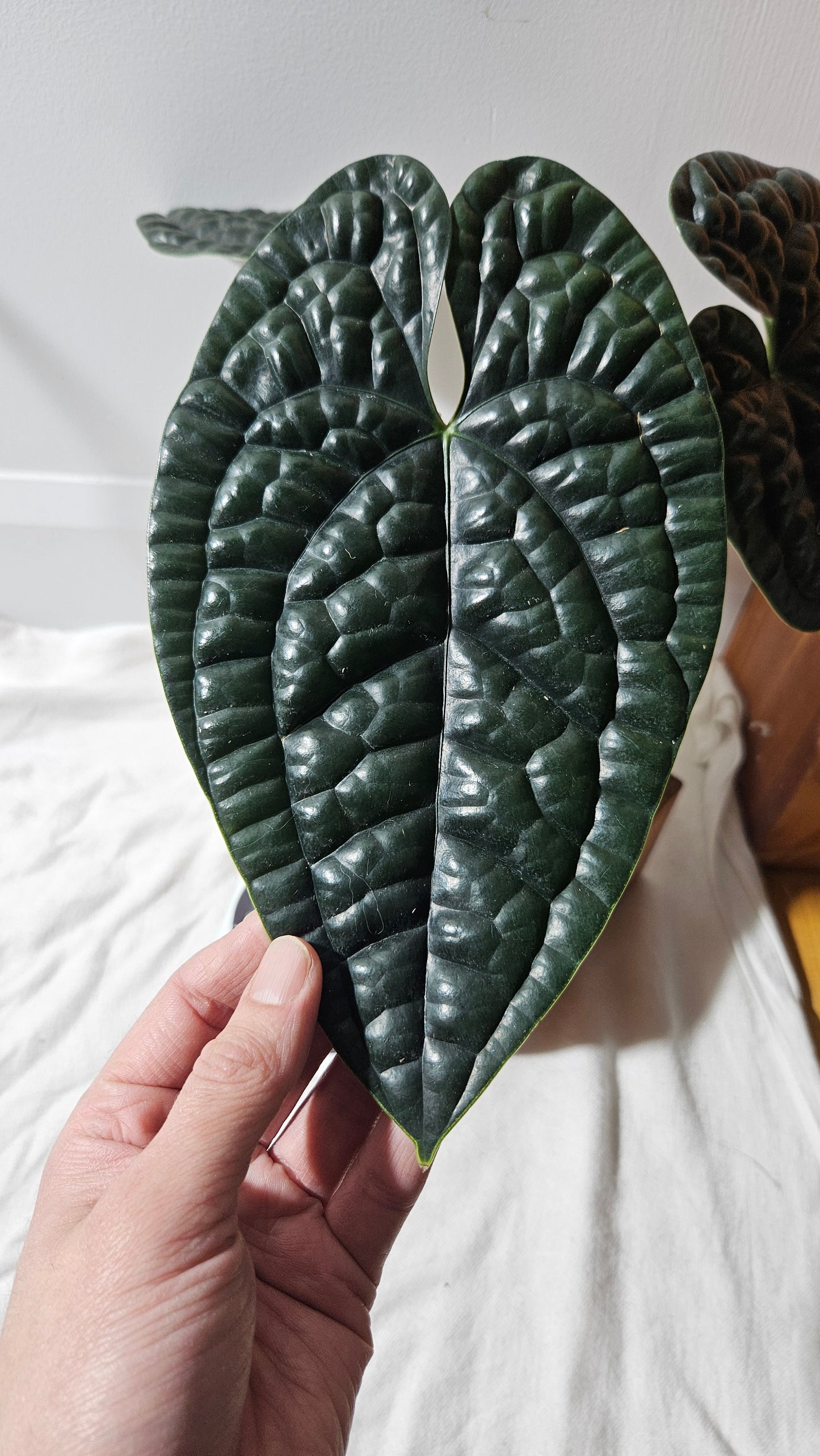 Anthurium Luxurians Chocolate "format LARGE" (ANT-277)