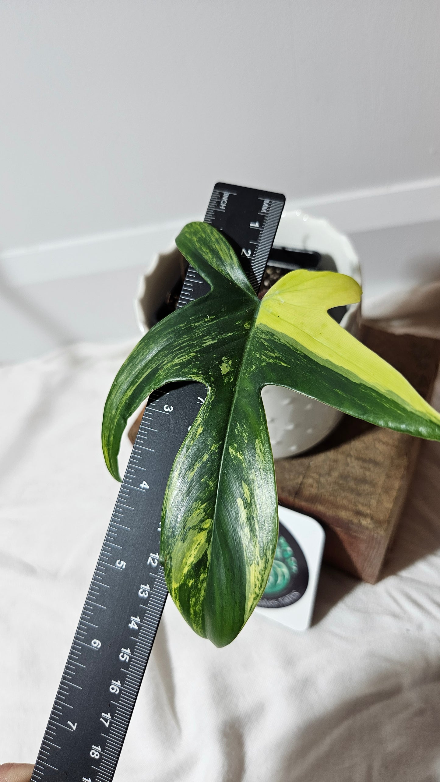 Philodendron Florida Beauty (PHI-579)