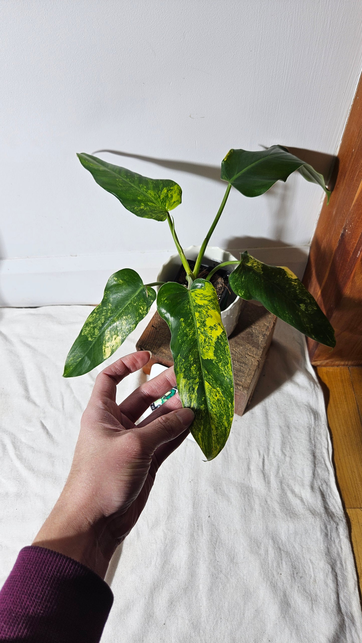 Philodendron Domesticum Variegata (PHI-664)