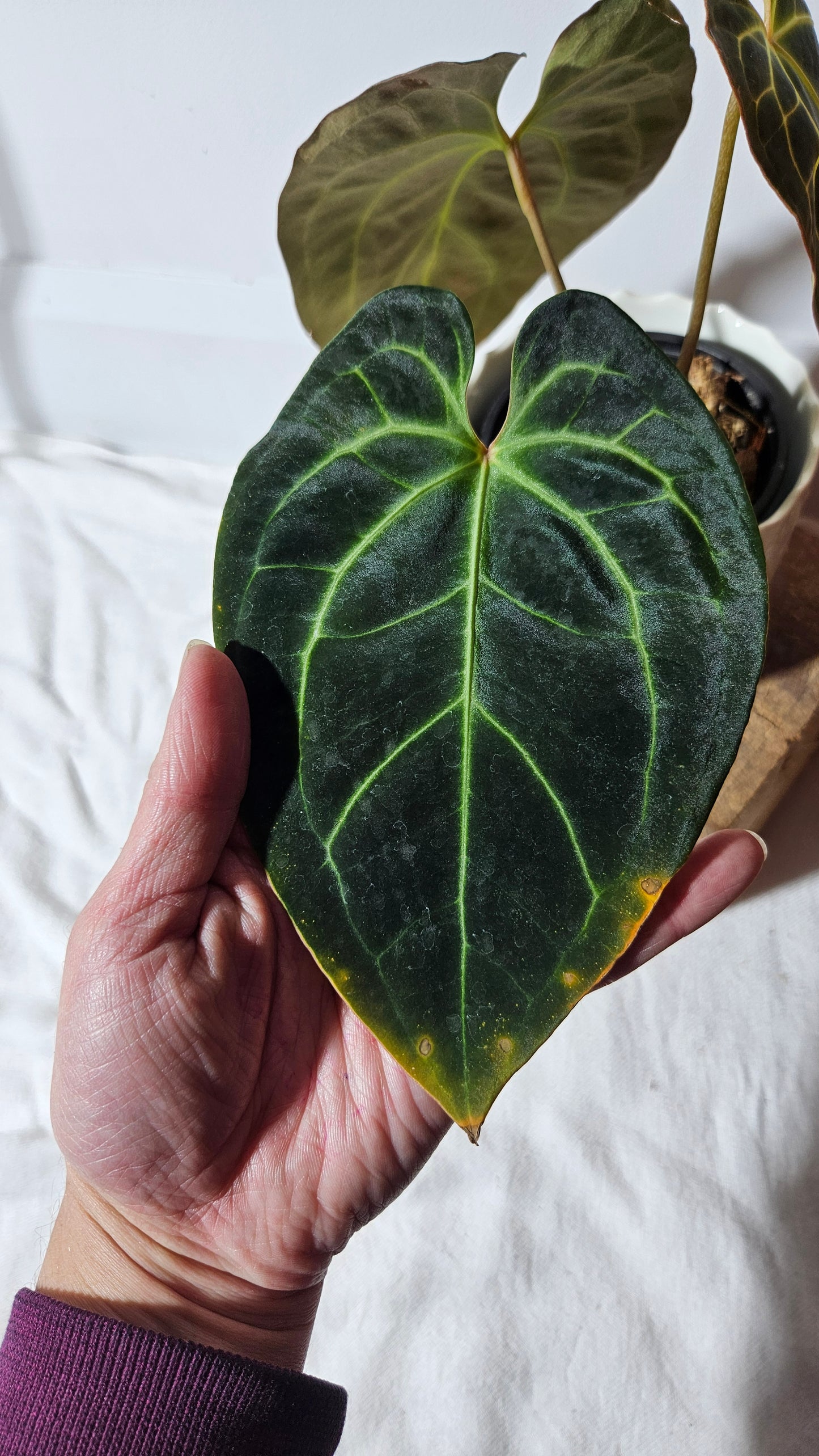 Anthurium Besseae Aff Velvet "Format MOYEN" (ANT-270)