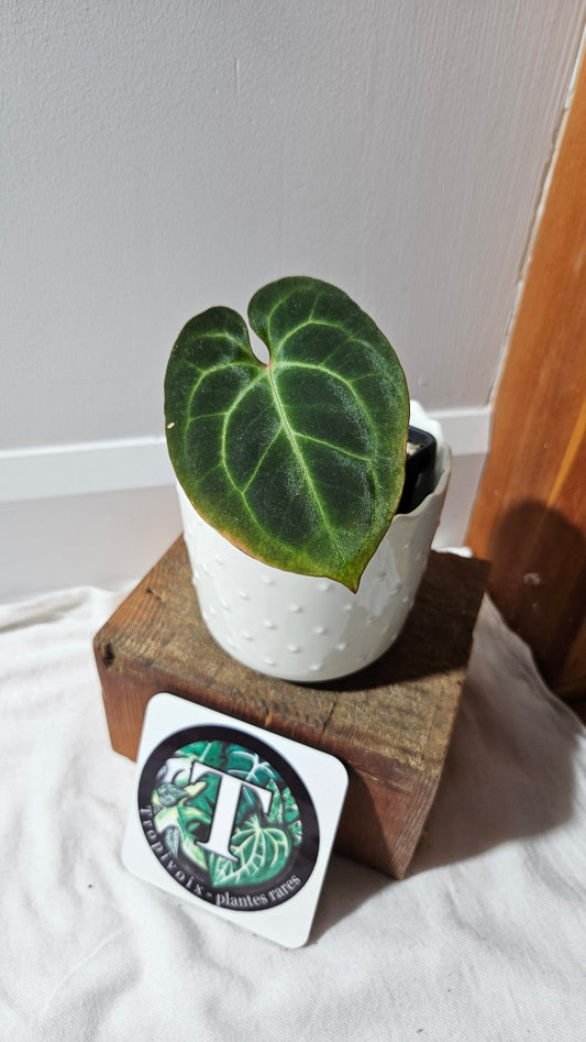 Anthurium Besseae Aff "Format PETIT" (ANT-441)