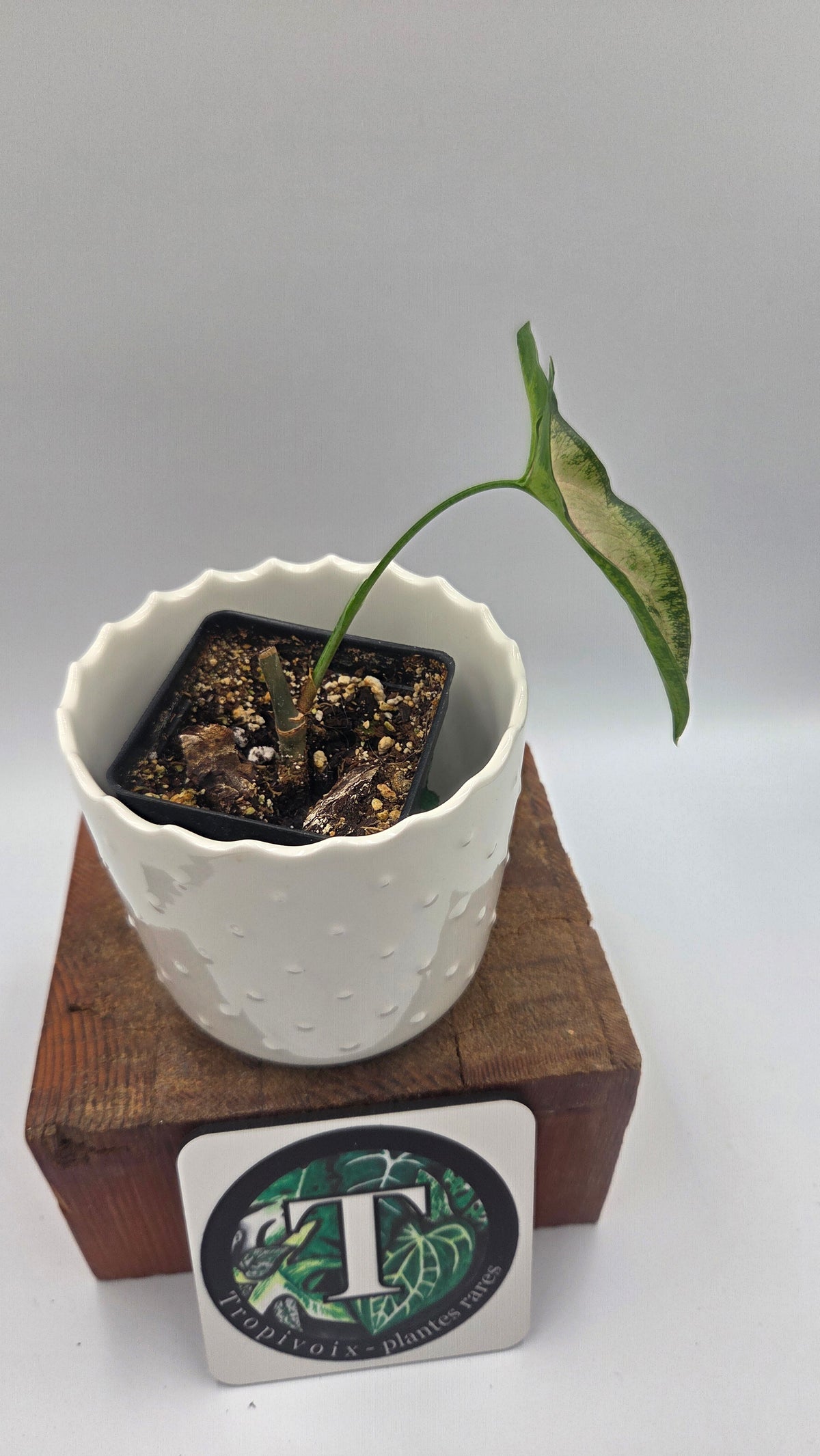Syngonium Black Pink (SYN-530)