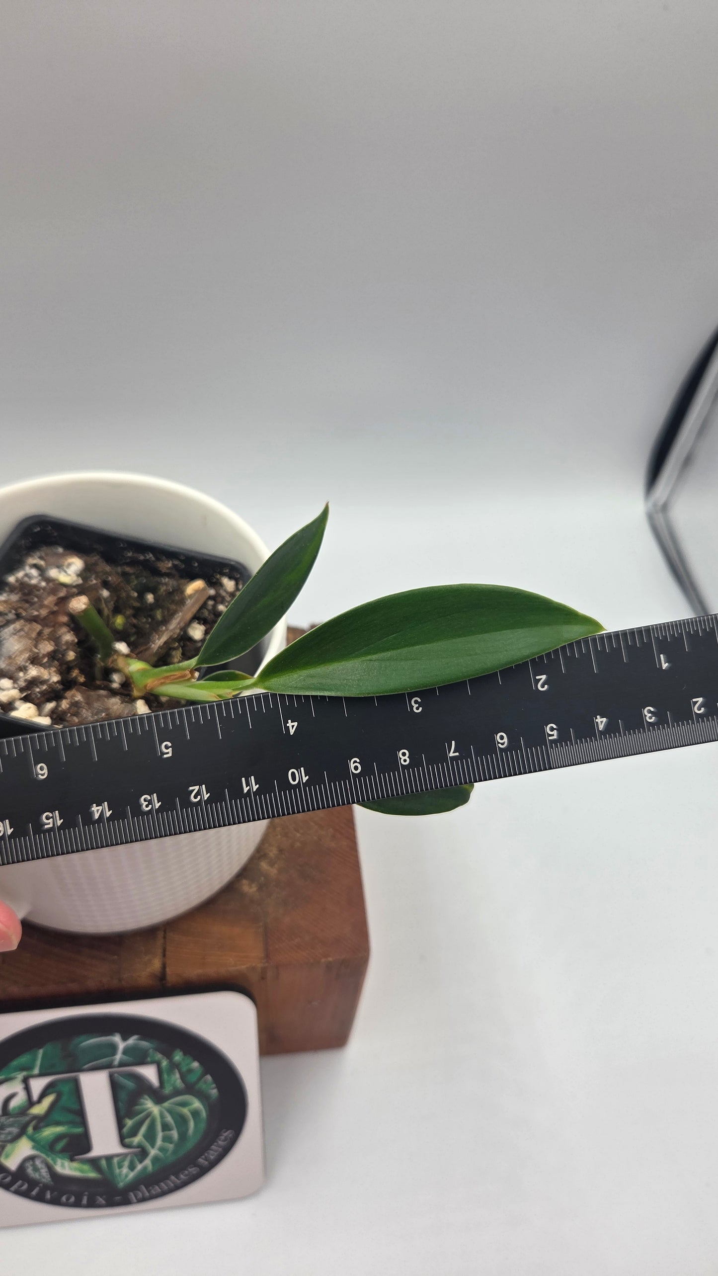 Scindapsus Coriaceus Aurea (SCI-784)