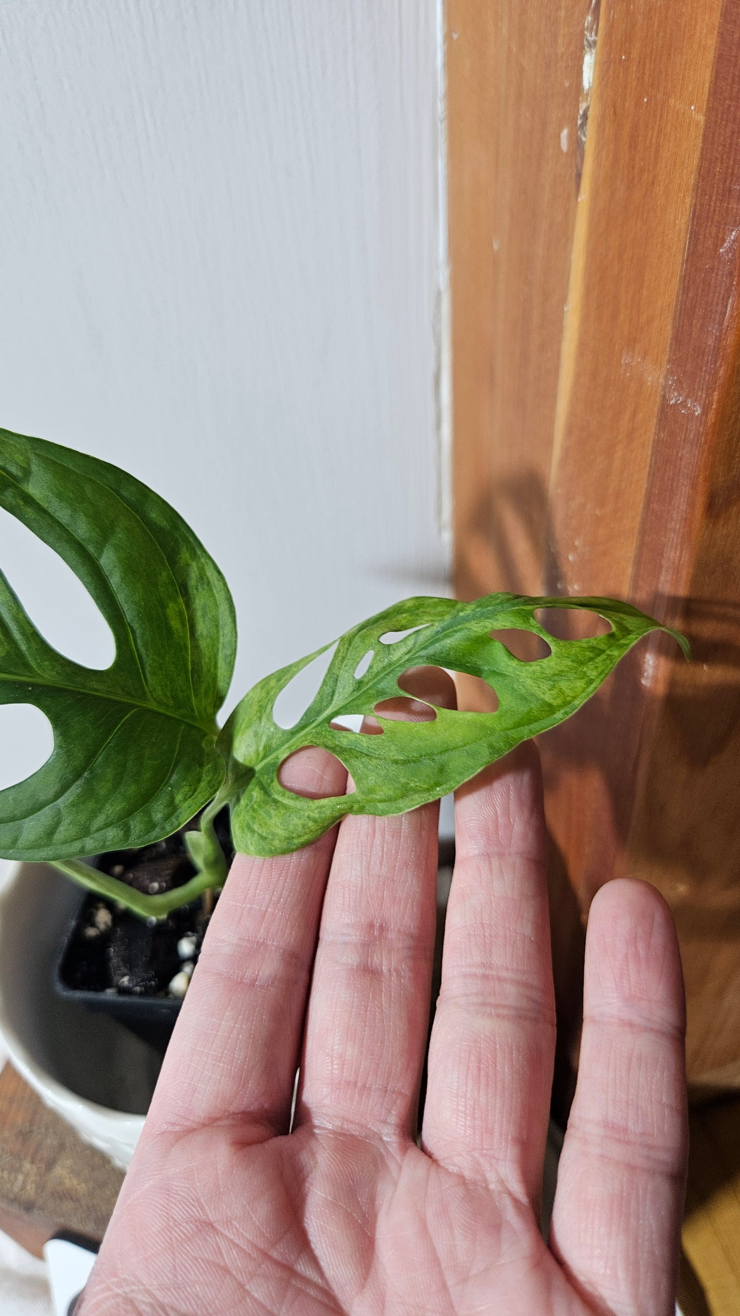 Monstera Andasonii Mint/Indo (MON-408)