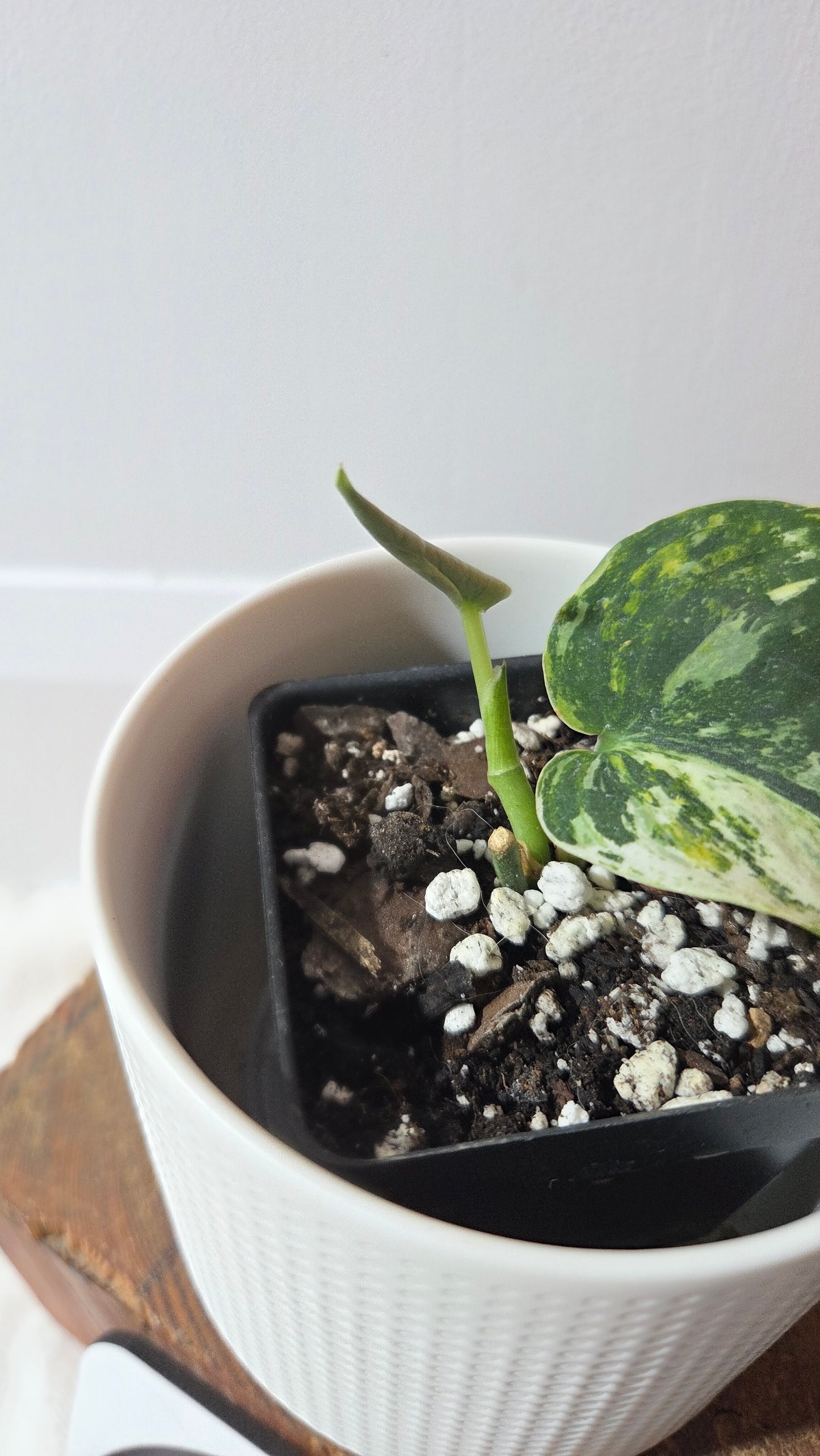 Scindapsus Dark satin Tricolore (SCI-1370)