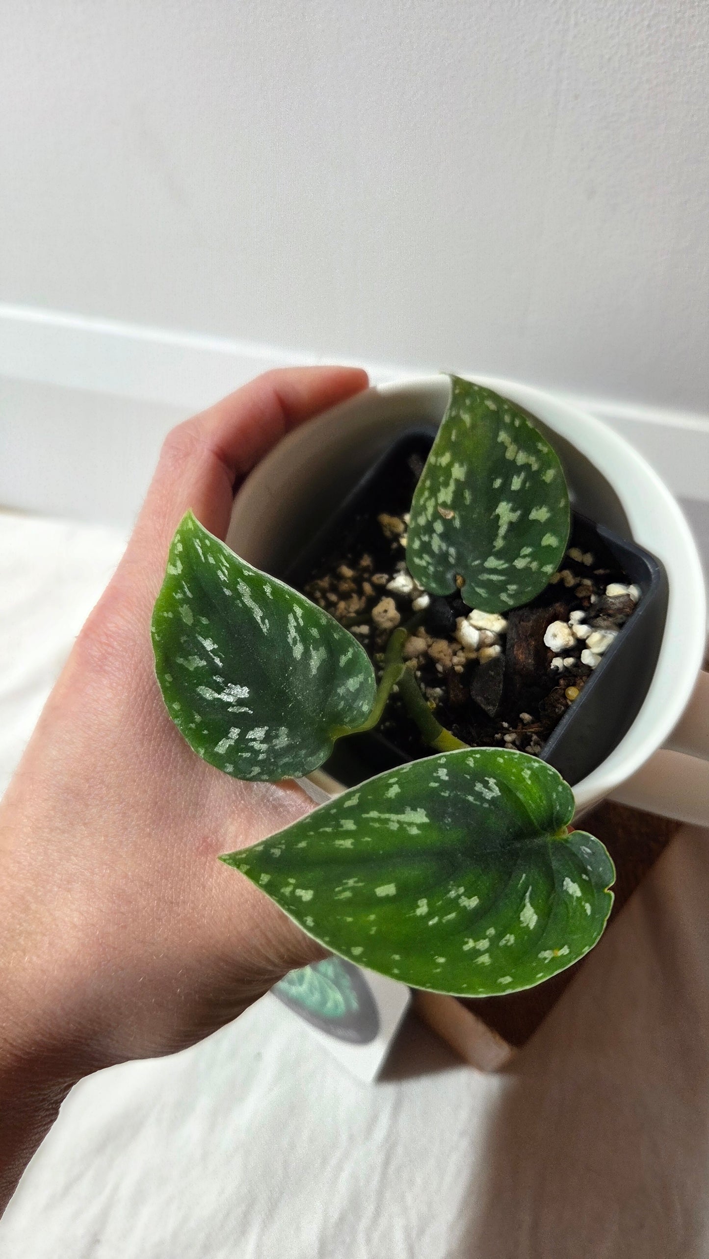 Scindapsus Tricolor Dark Form (SCI-1426)