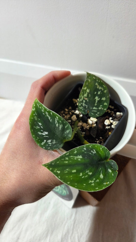 Scindapsus Tricolor Dark Form (SCI-1426)