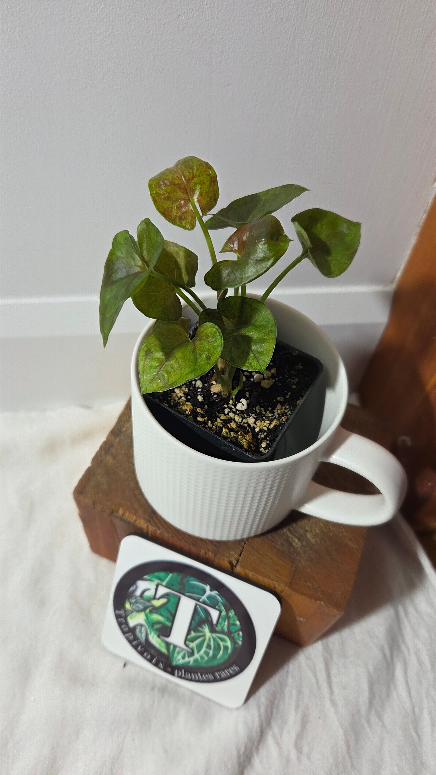 Syngonium Matcha Sprinkle (SYN-486)