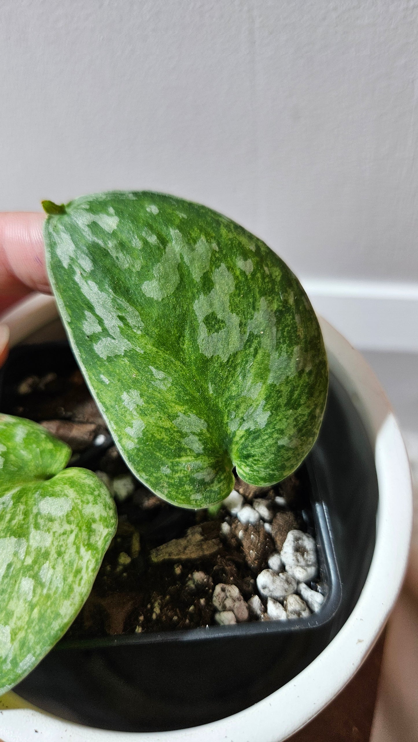 Scindapsus Exotica Pictus mint (SCI-1210)