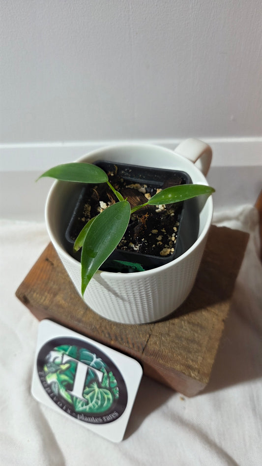 Philodendron Microstictum (PHI-659)