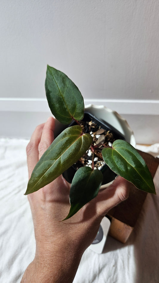 Anthurium Papillilaminum Red Stem  "format PETIT" (ANT-594)