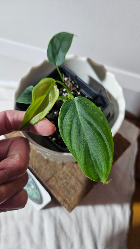 Philodendron Tenue (PHI-769)