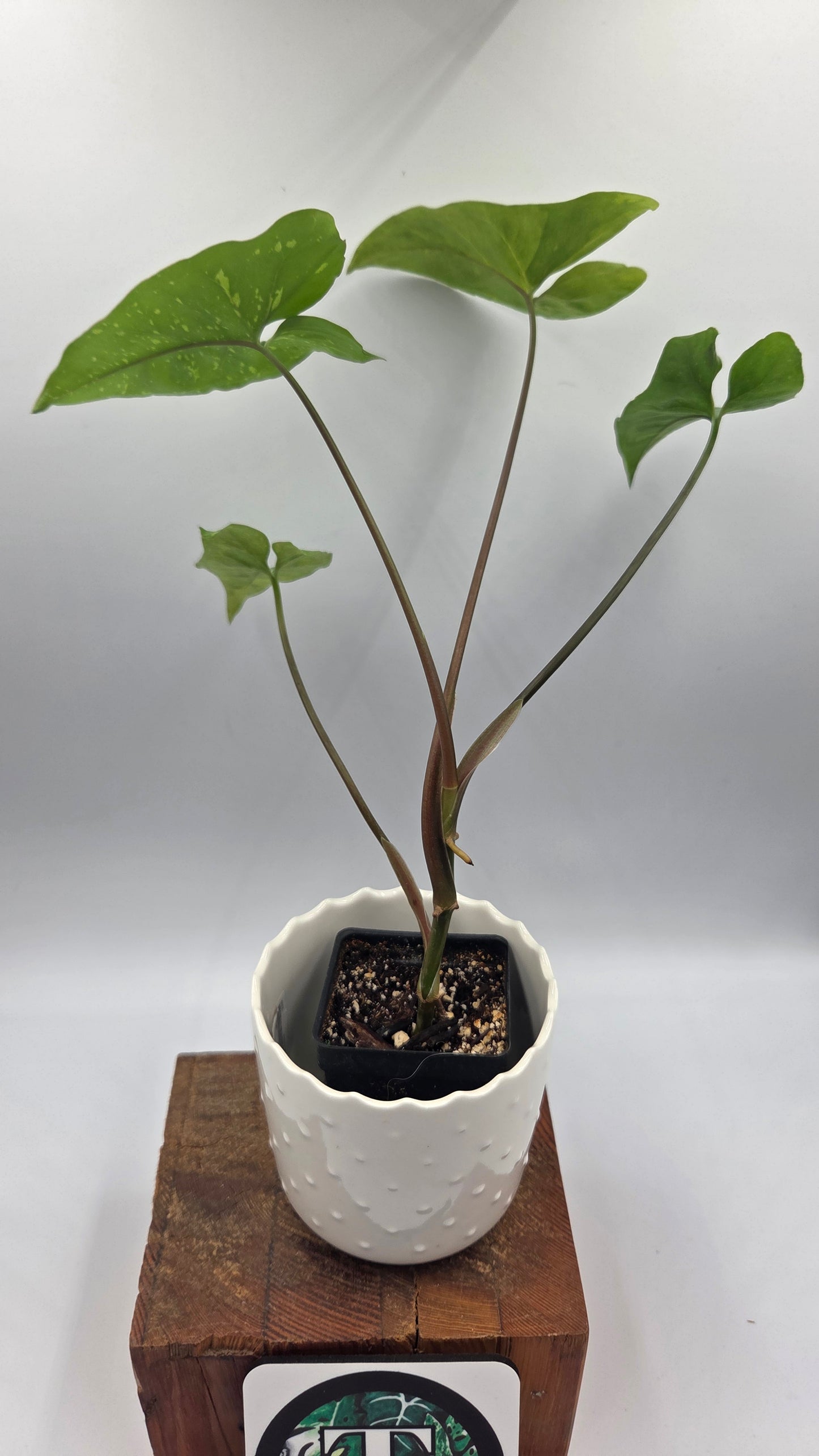 Syngonium Panda/Indo (SYN-502)