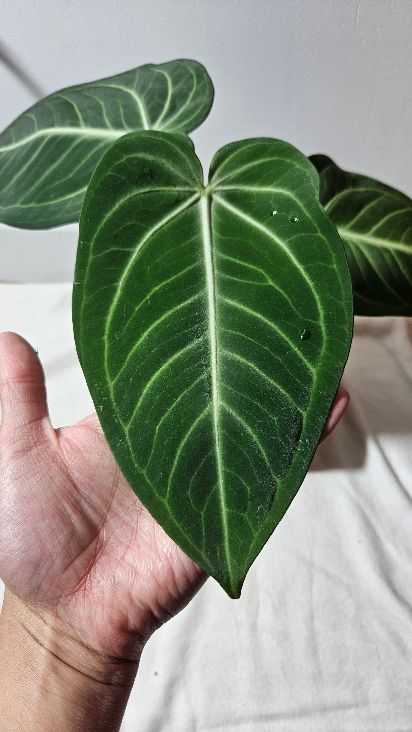 Anthurium Polcachense Aff "format LARGE"(ANT-152)