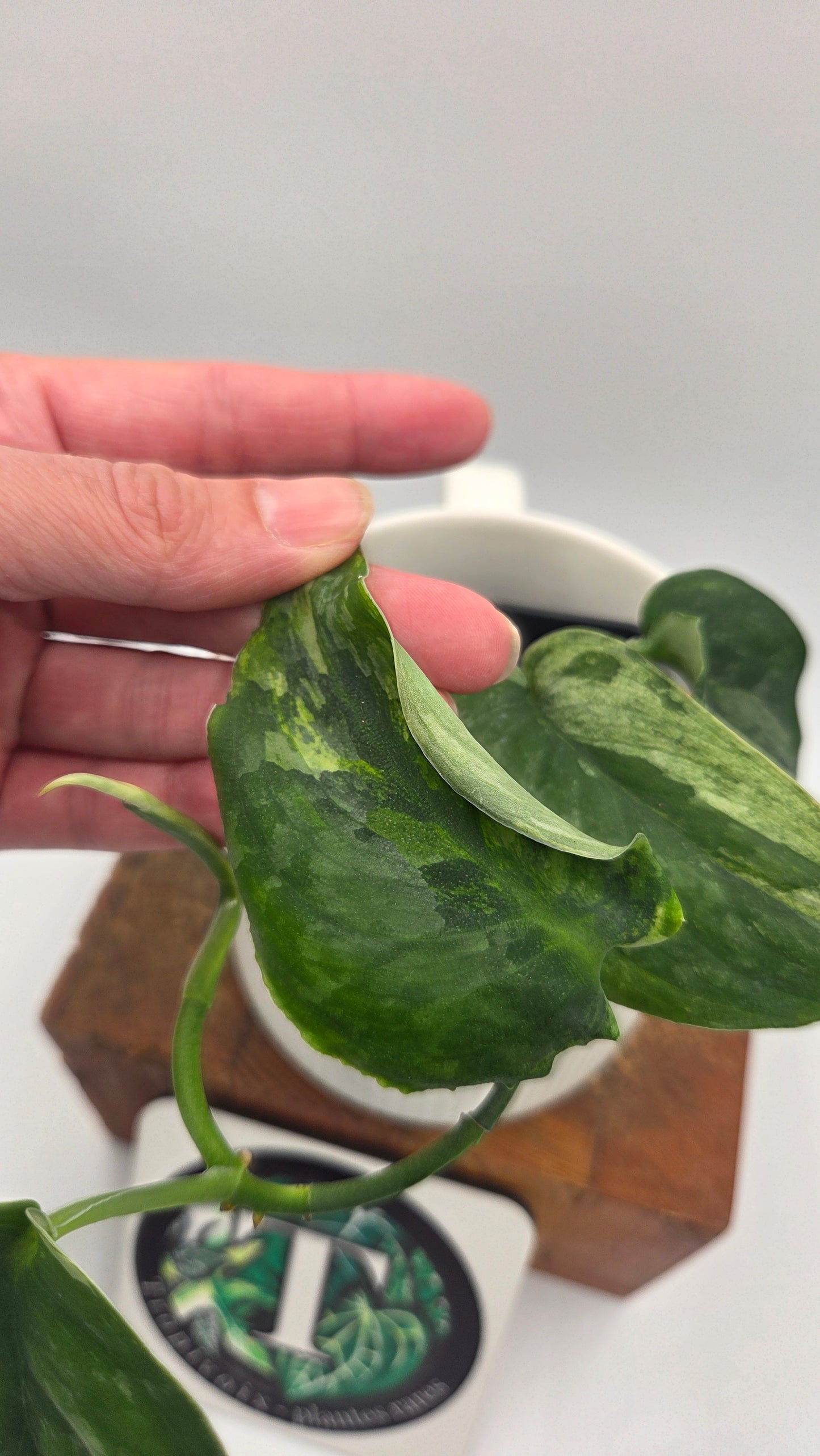 Scindapsus Dark Splash Variegata (SCI-758)