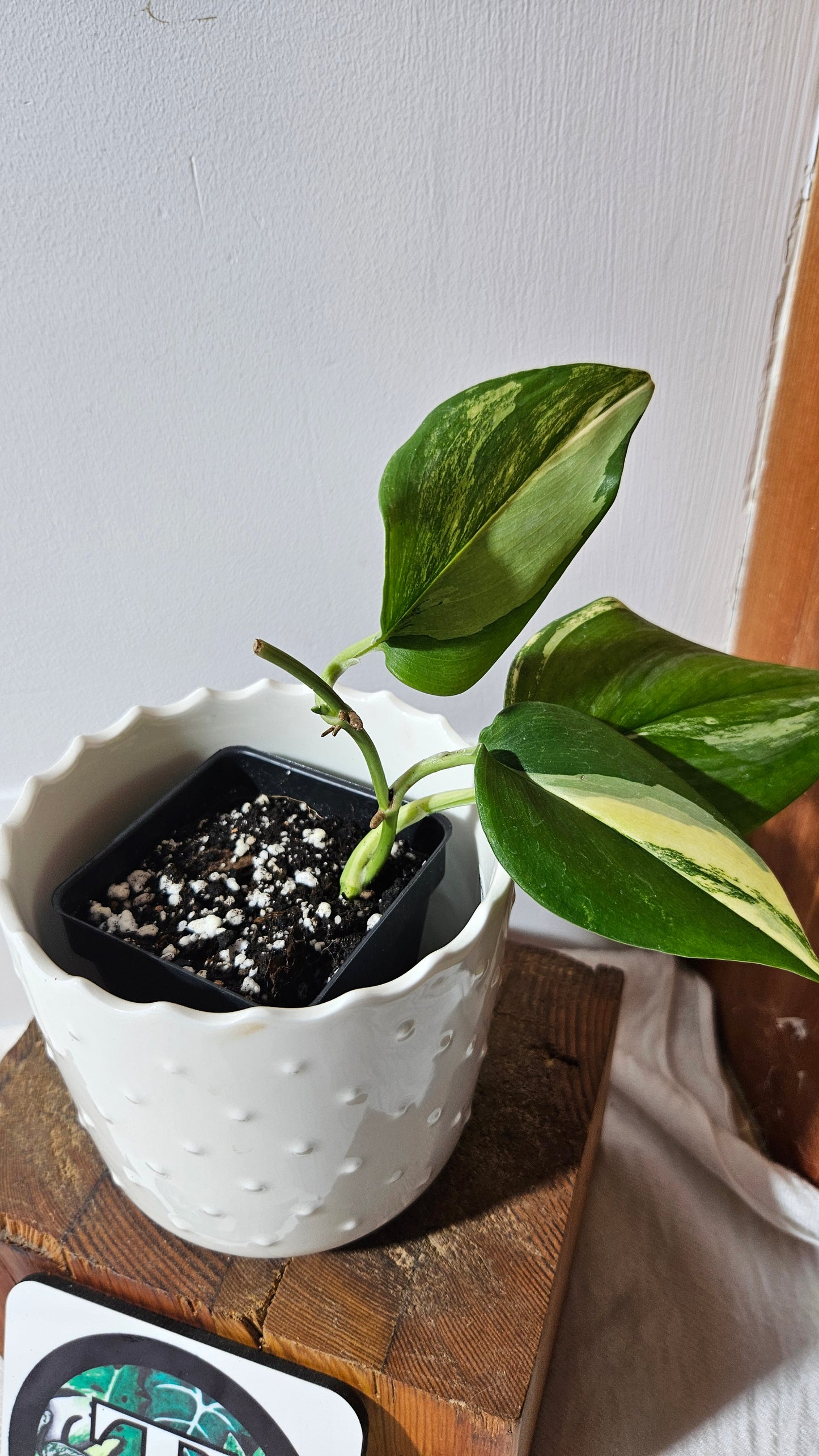 Scindapsus Rubicon (SCI-989)