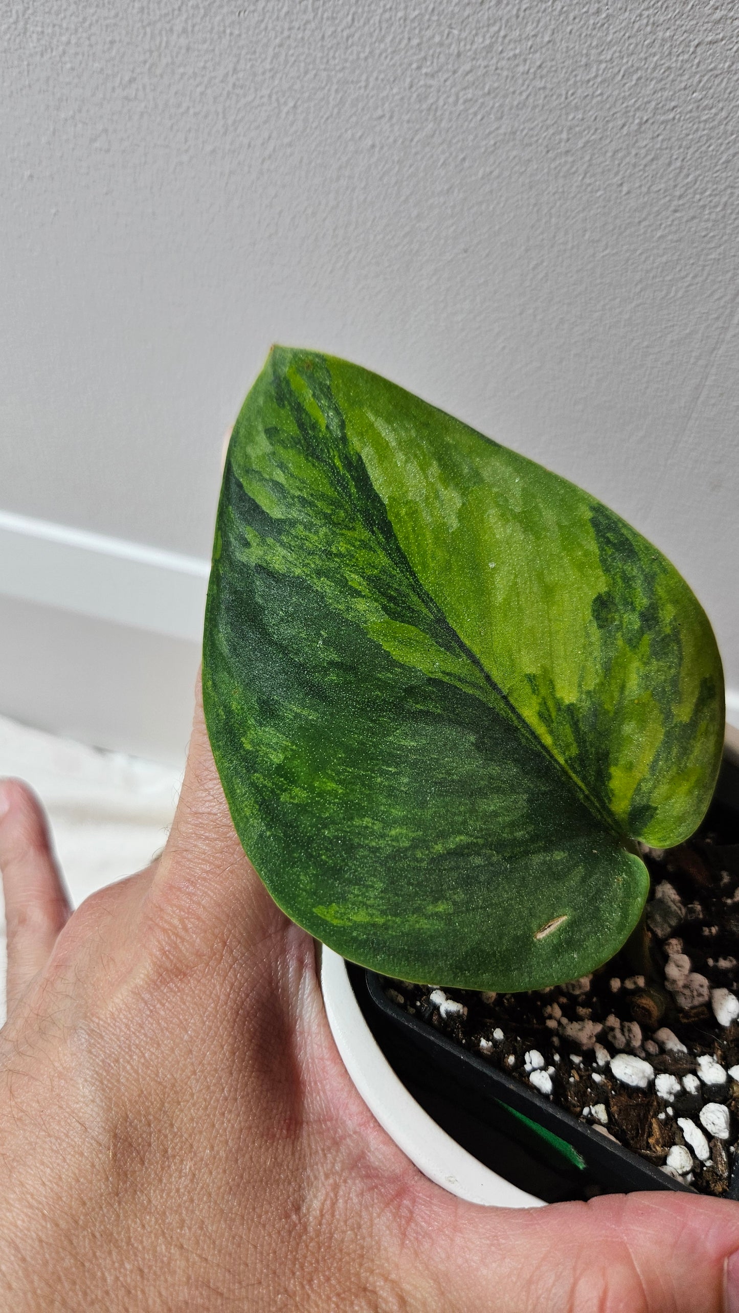 Scindapsus Garawa (SCI-1270)