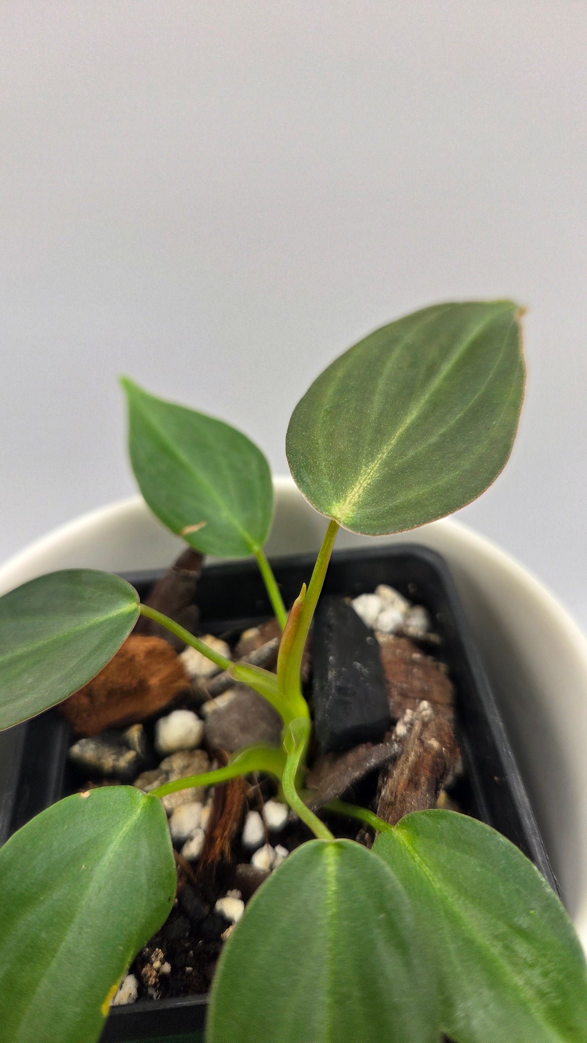 Philodendron Glorious (PHI-1098)