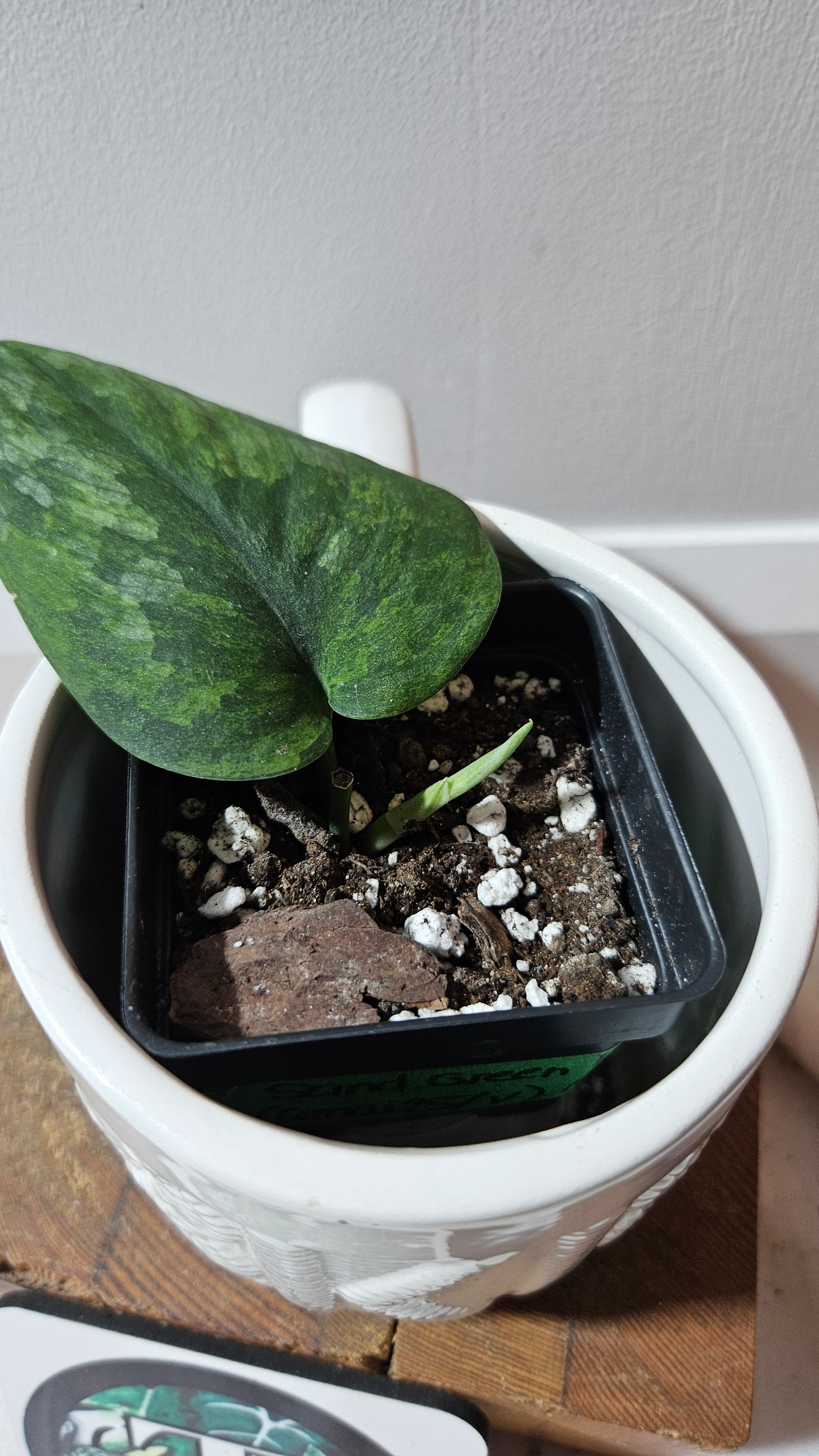 Scindapsus Green Diamond (SCI-1262)