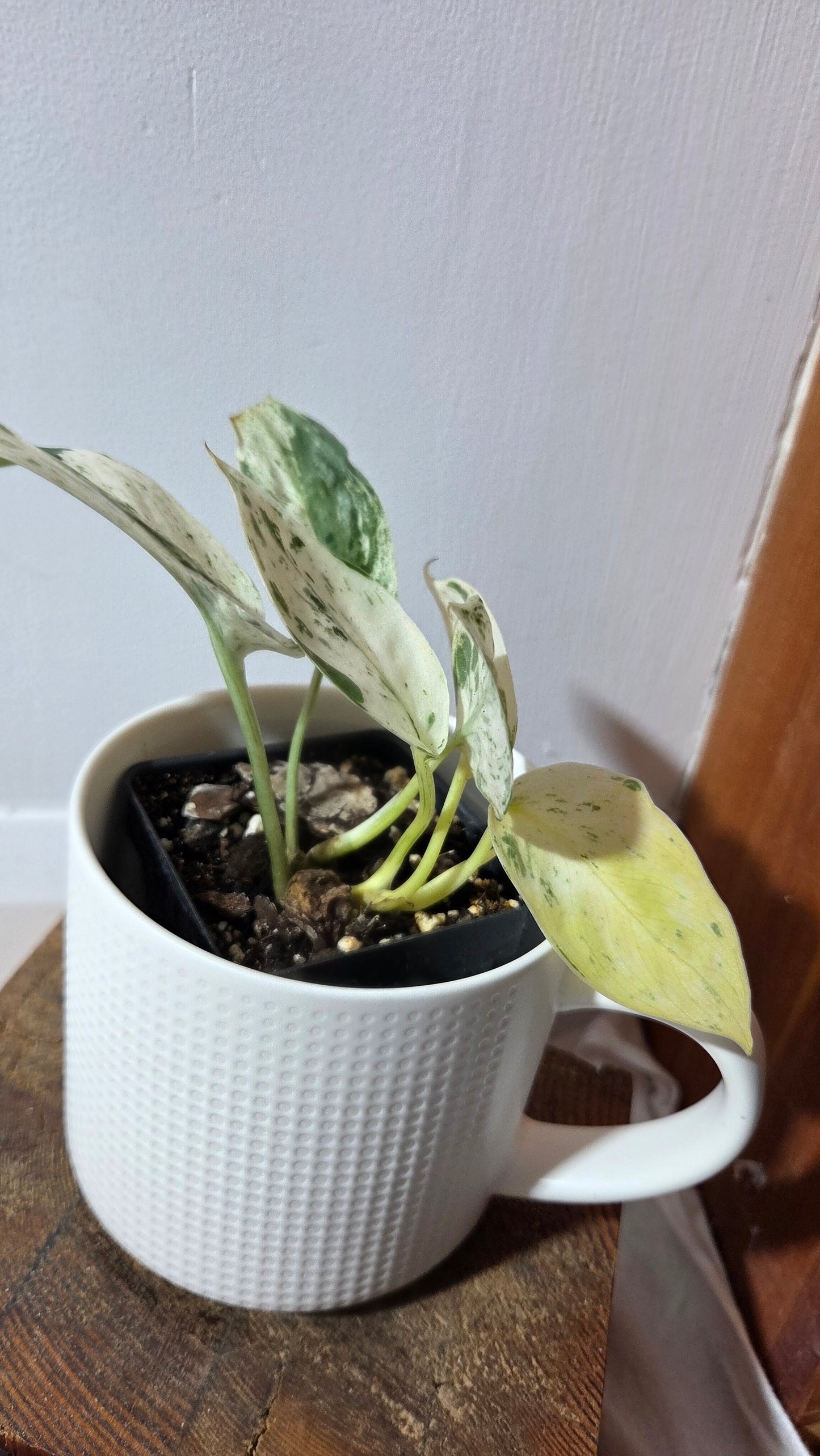 Scindapsus Silver Splash Variegata (SCI-849)