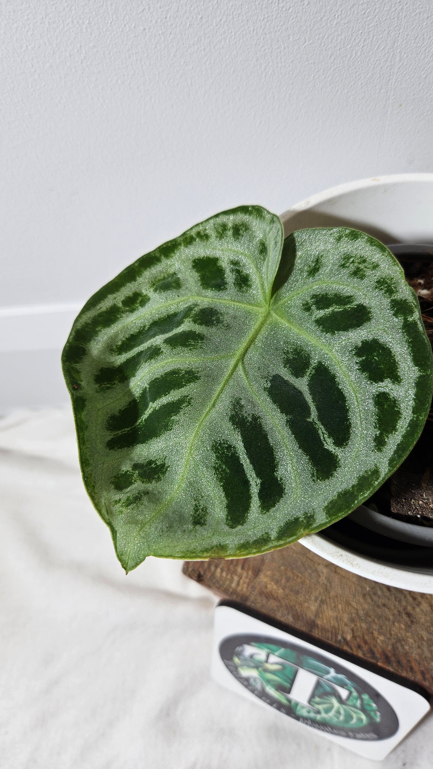 Anthurium Dorayaki Silver ( ANT-339)