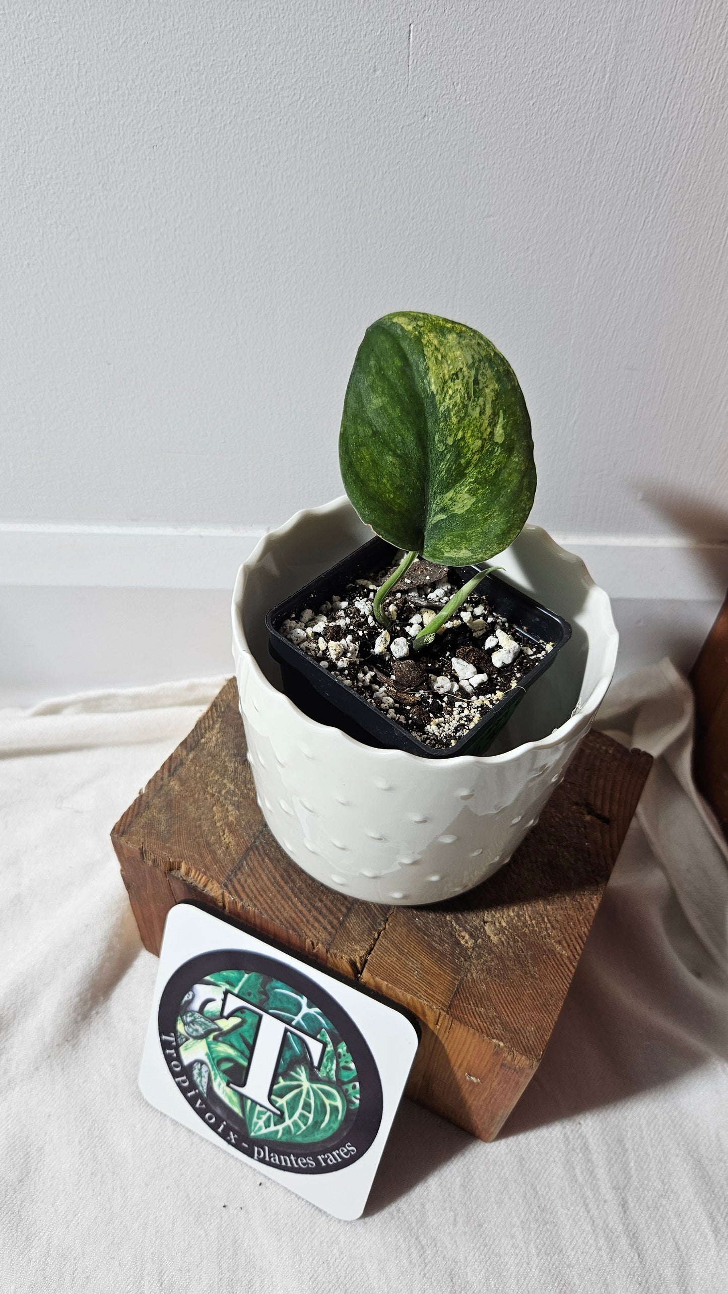 Scindapsus Silver Splash "Green on Green" (SCI-765)