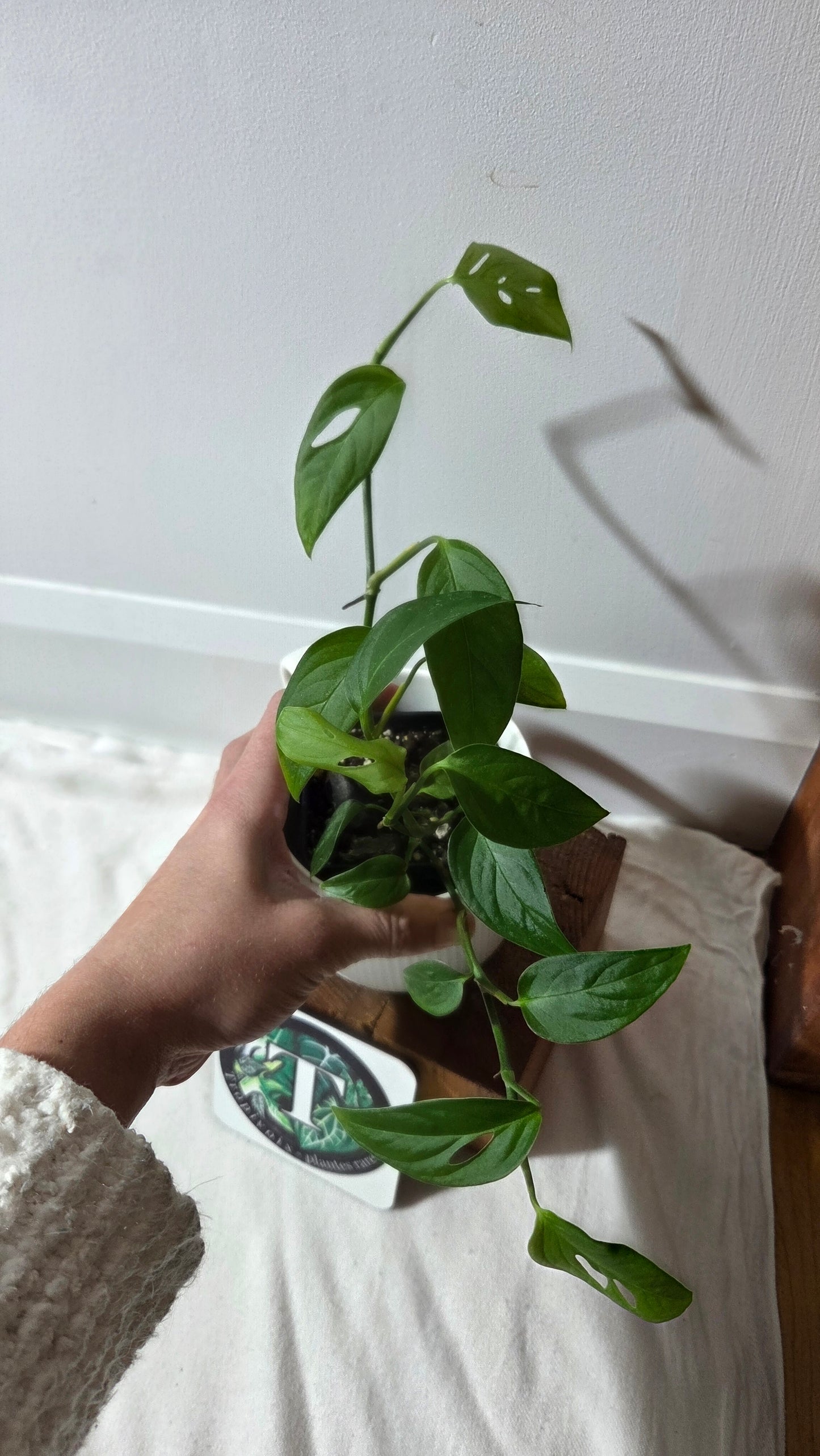 Monstera Obliqua Aff Napo (MON-533)