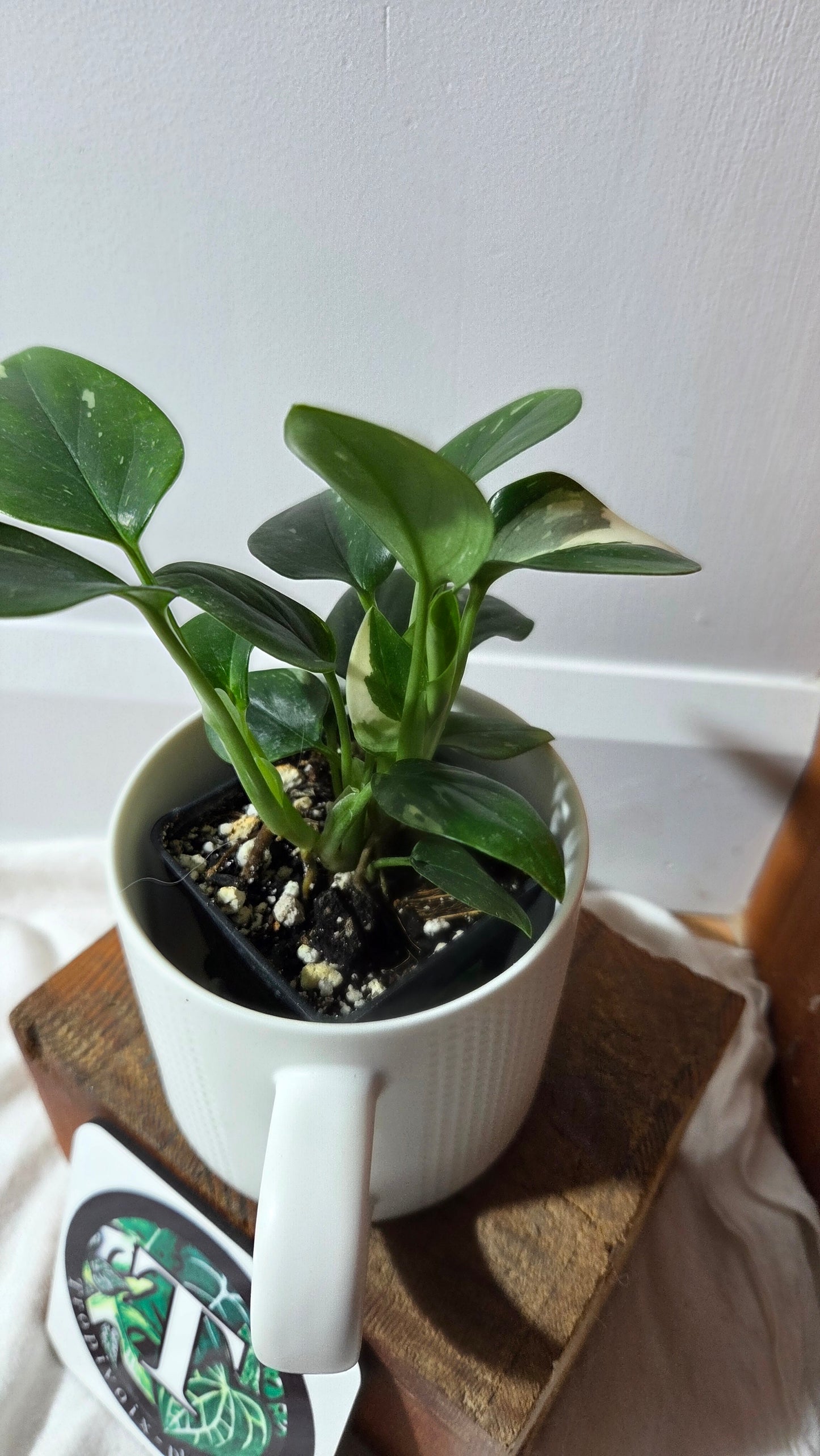 Monstera Standleyana Albo (MON-487)