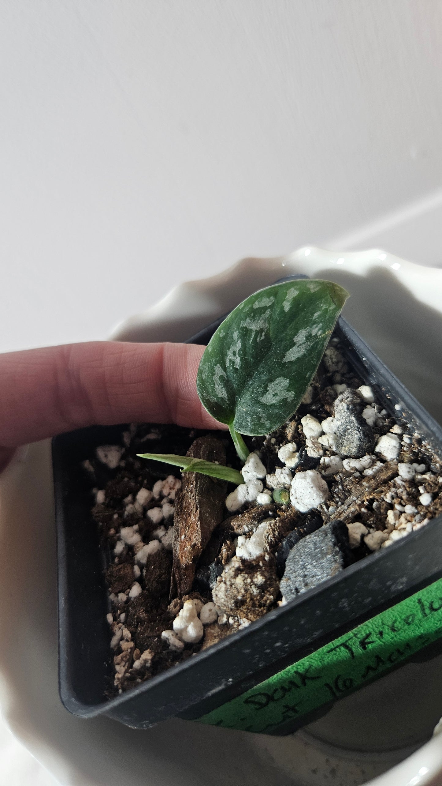 Scindapsus Dark Tricolore (SCI-931)
