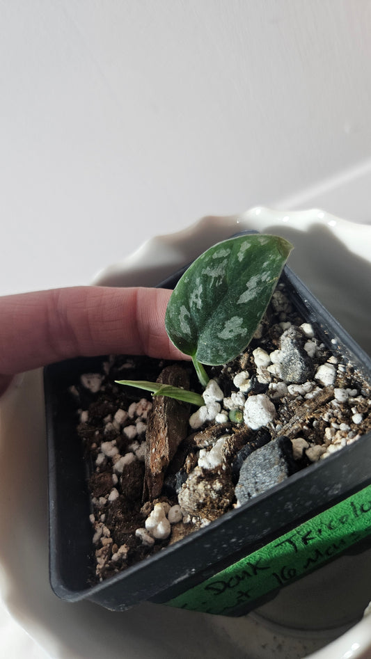 Scindapsus Dark Tricolore (SCI-931)