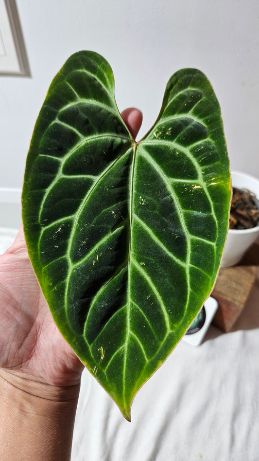 Anthurium Besseae Aff Spider Web "Format MOYEN/LARGE" (ANT-529)