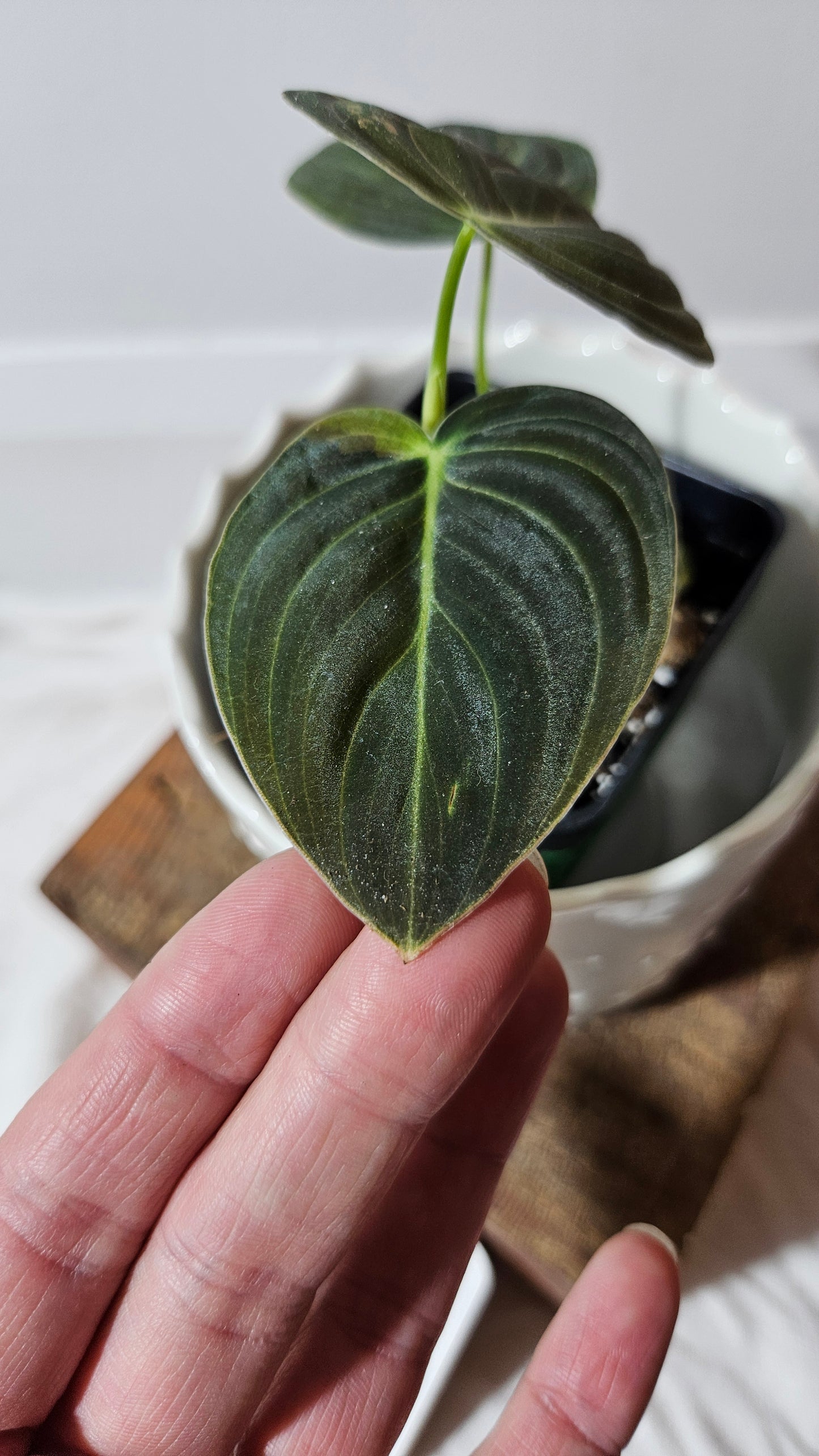 Philodendron Melanochrysum Variegata (PHI-552)