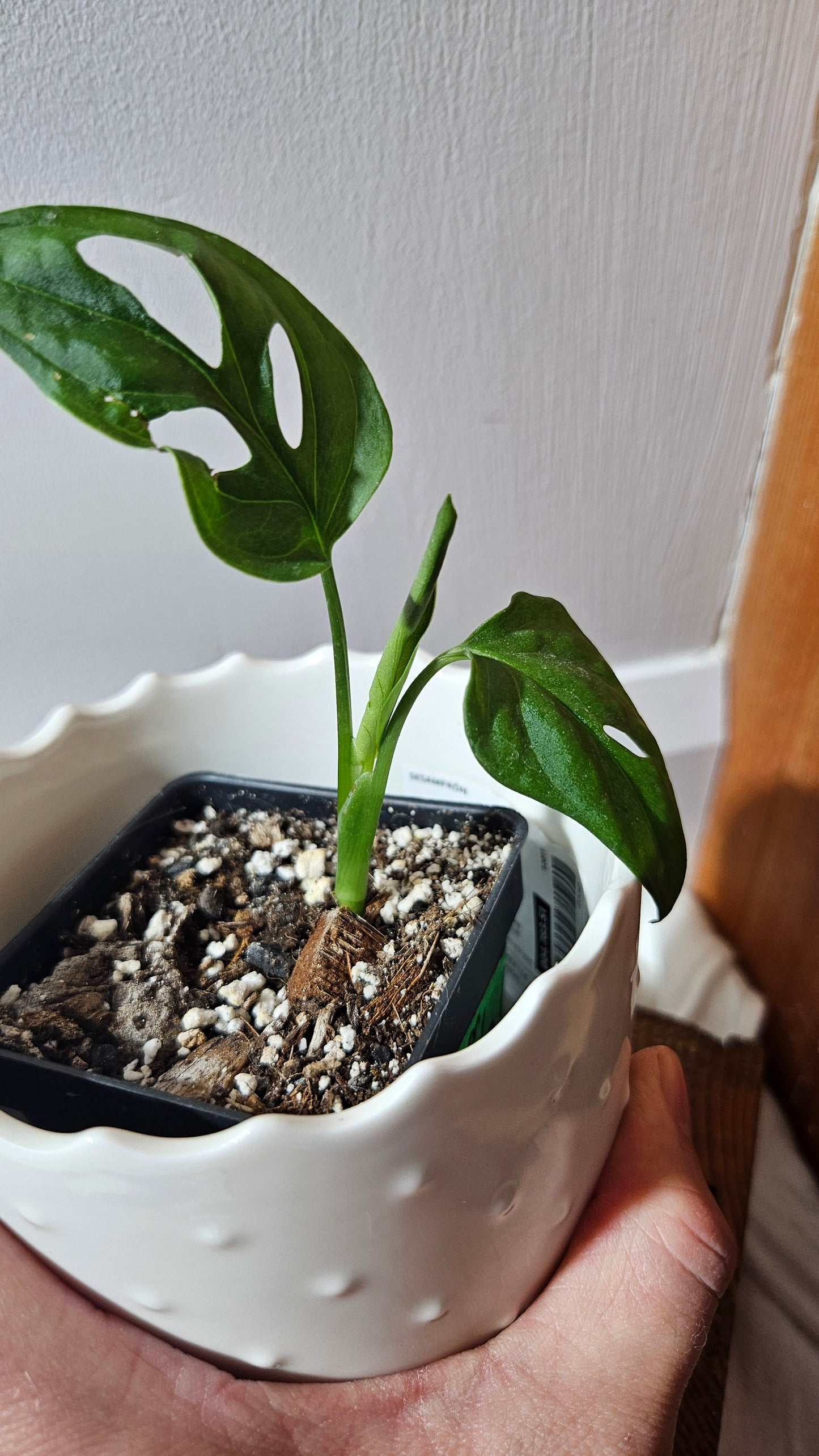 Monstera Obliqua aff La Bonita (MON-352)