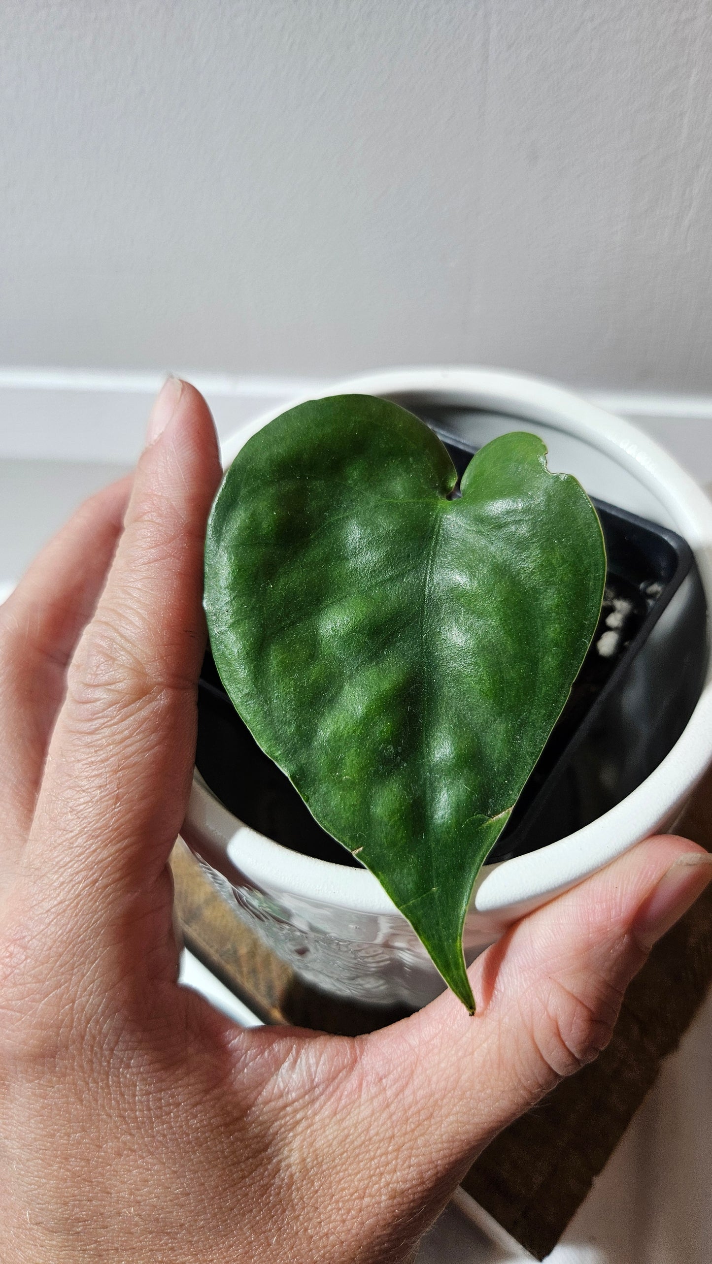 Scindapsus Lucens (SCI-1177)