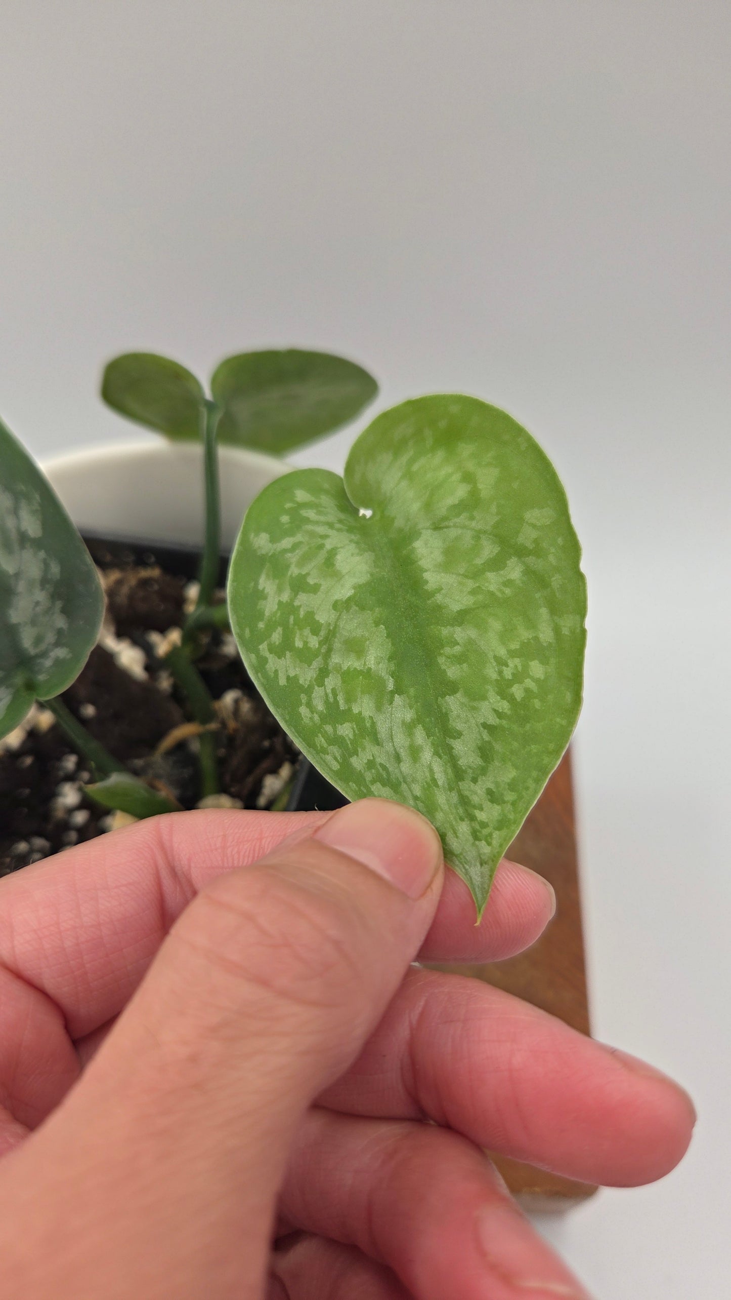 Scindapsus Dark Princess Tricolore (SCI-1109)