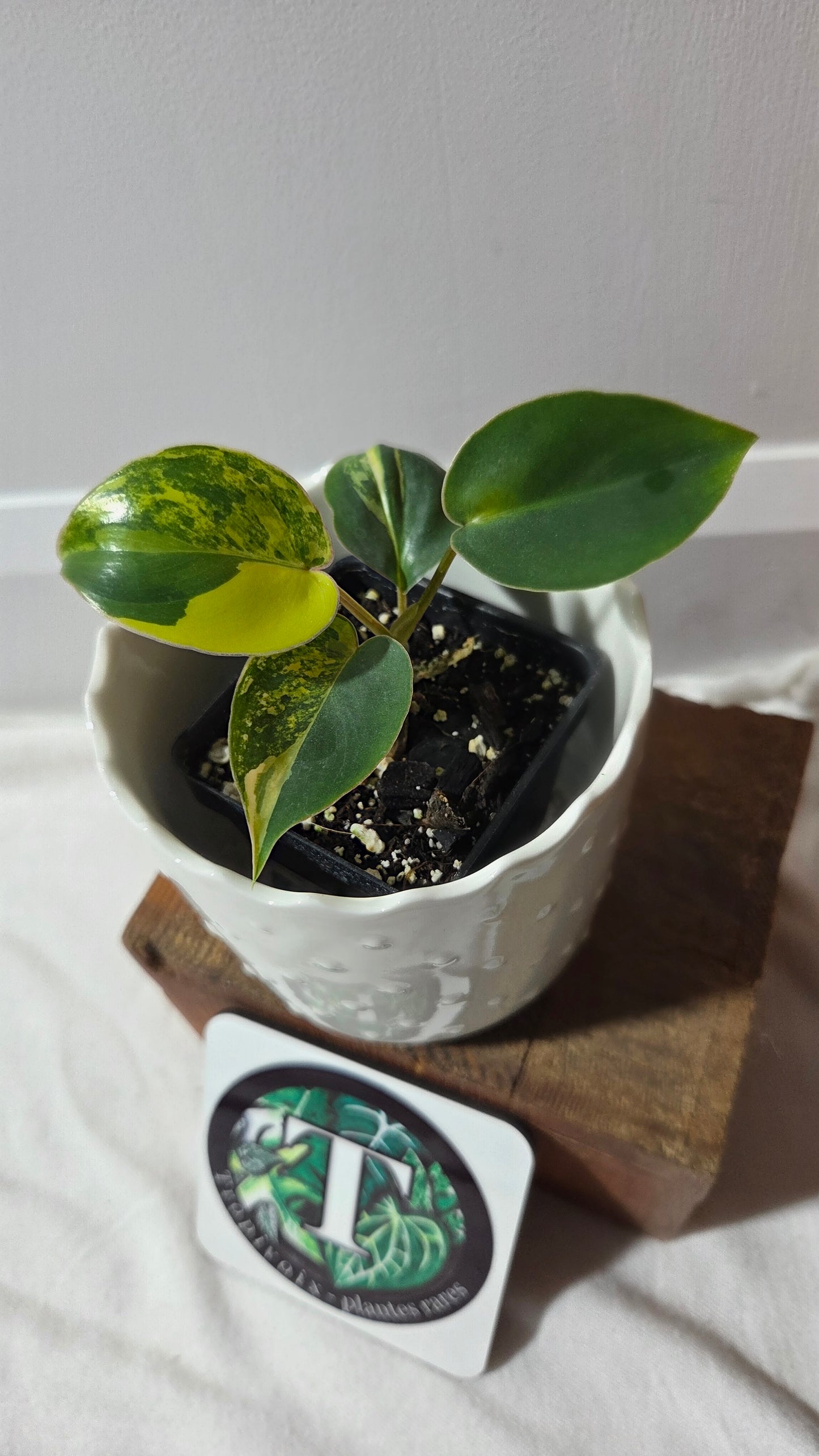 Philodendron Burlemarx Variegata (PHI-967)