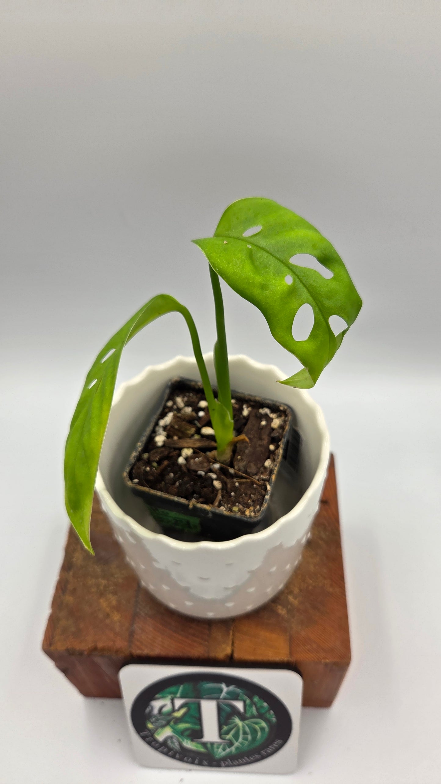 Monstera Esqueletto (MON-544)