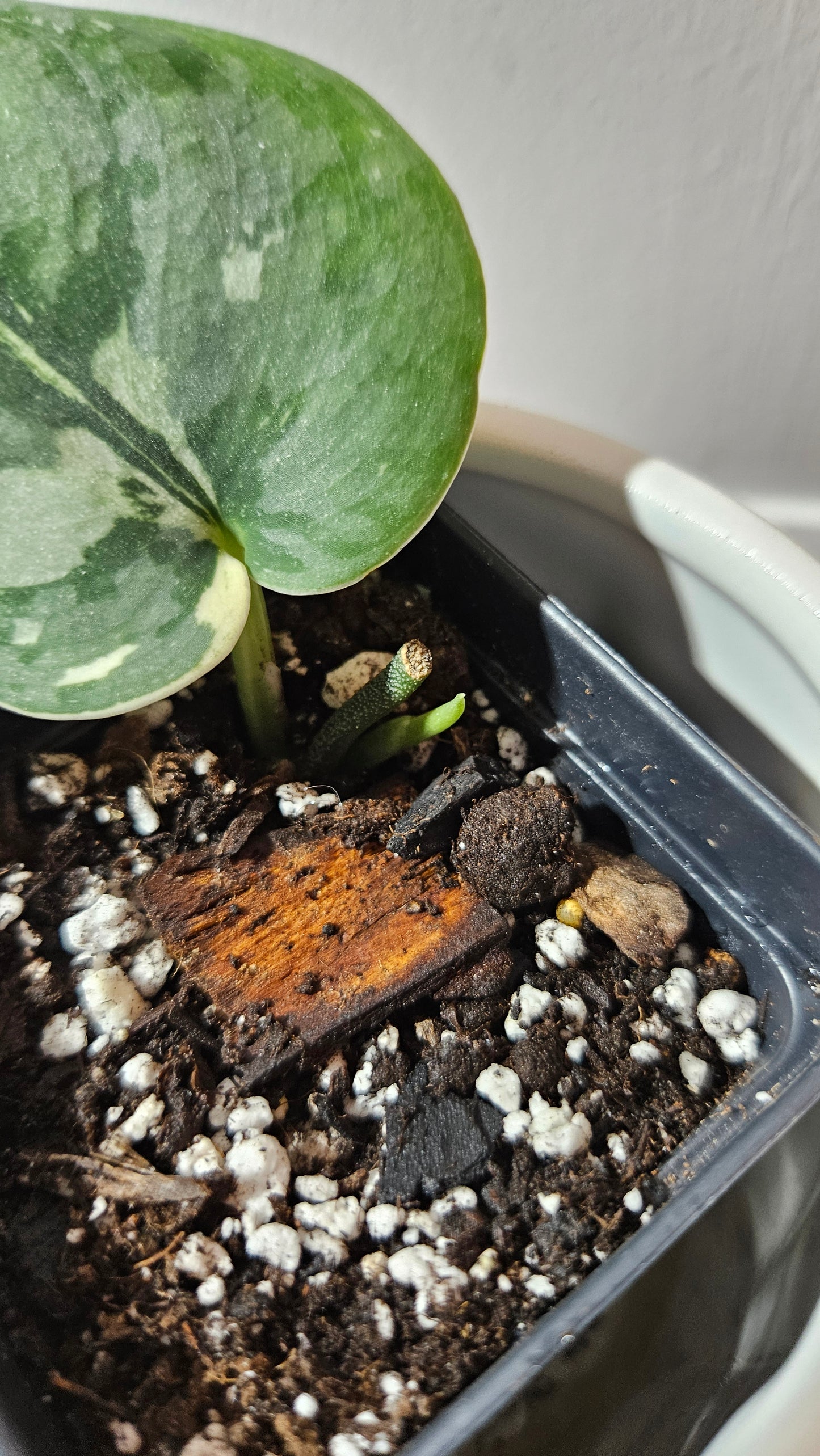 Scindapsus Bunaken (SCI-1182)