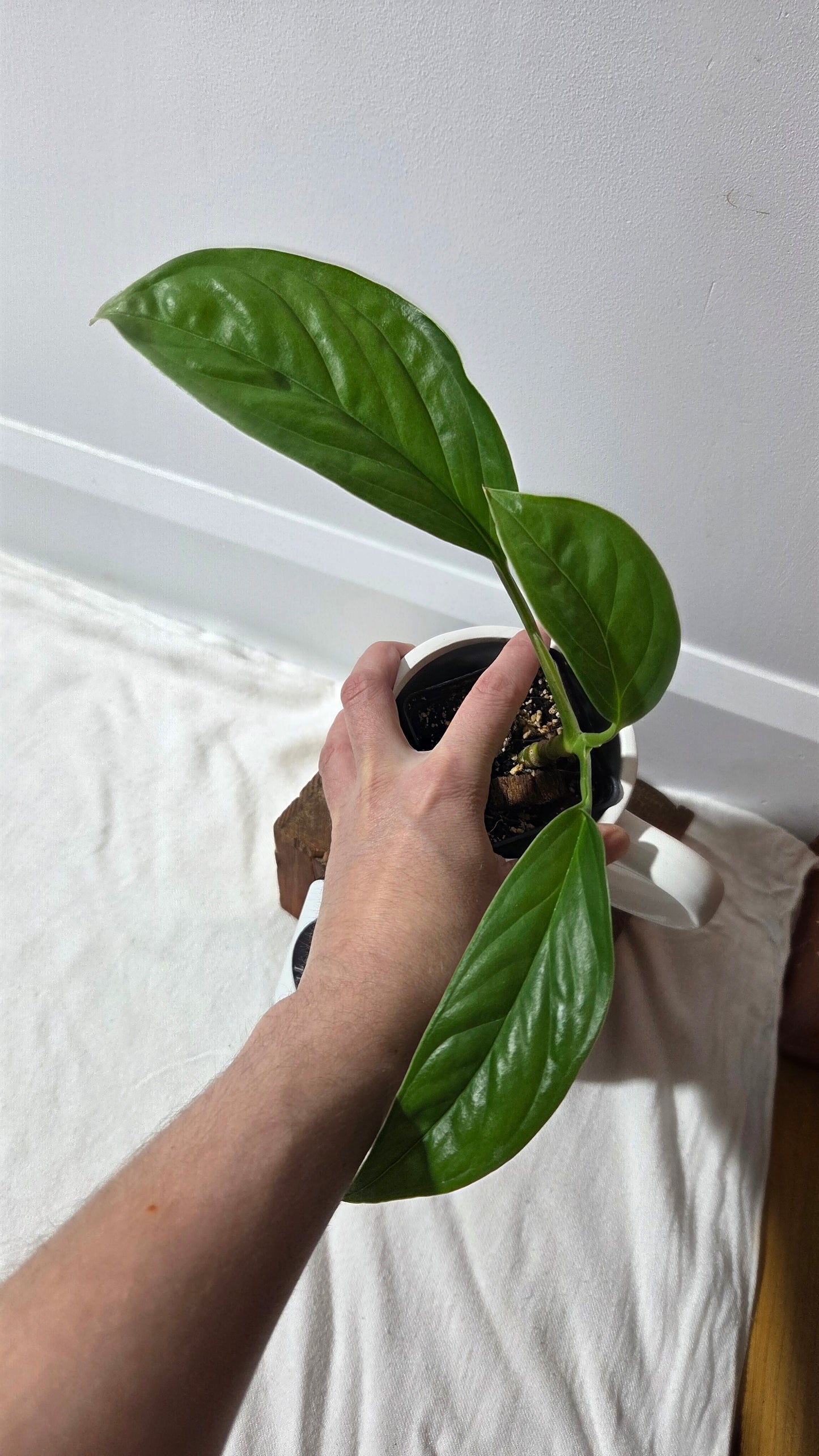 Monstera Obliqua Aff Calacali (MON-514)