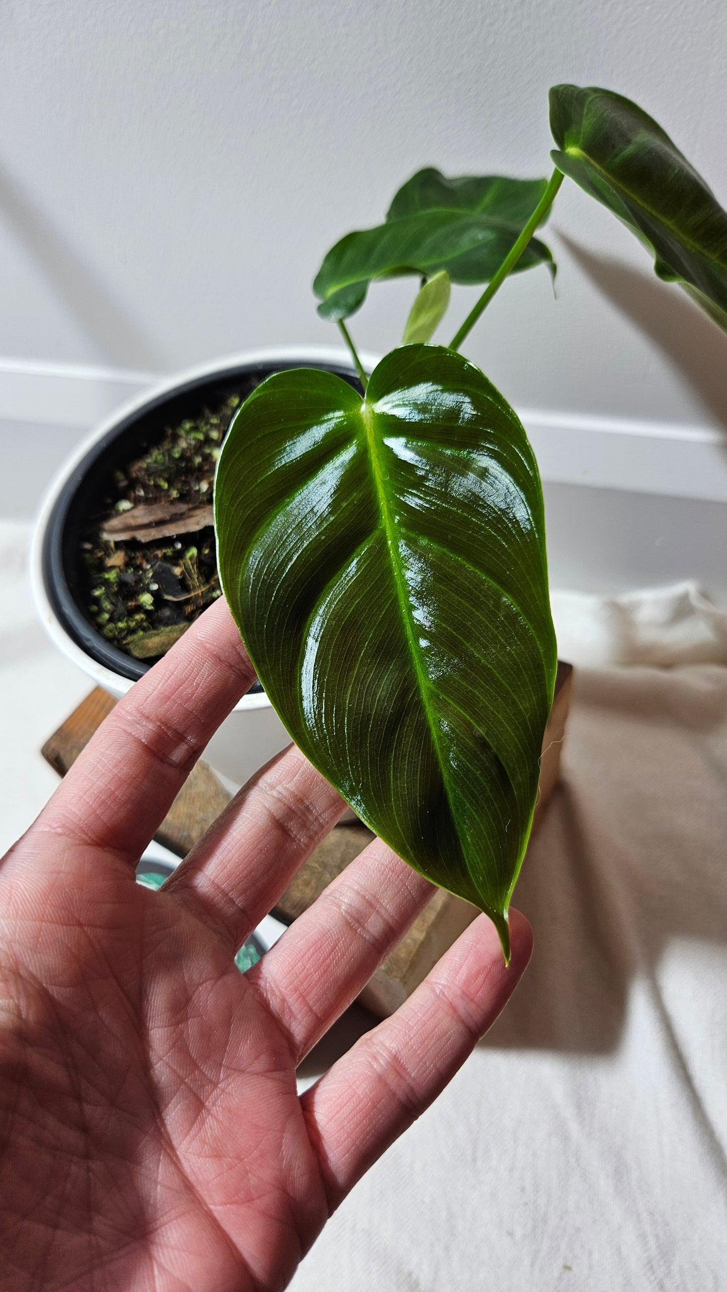 Philodendron Esmeraldense (PHI-528)