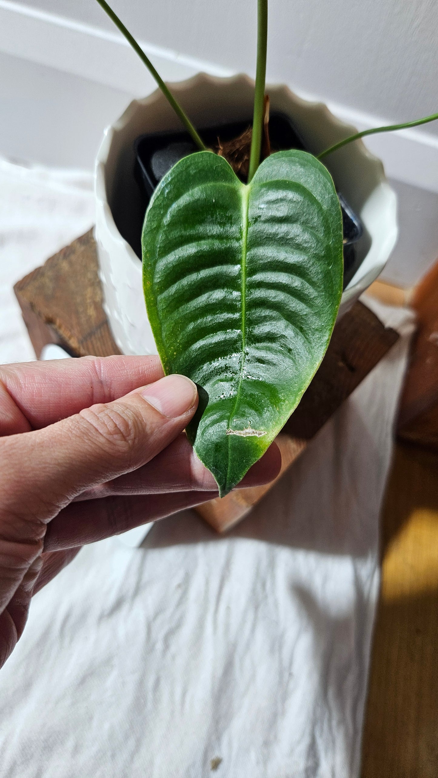 Anthurium Veitchii Narrow "format MOYEN" (ANT-606)